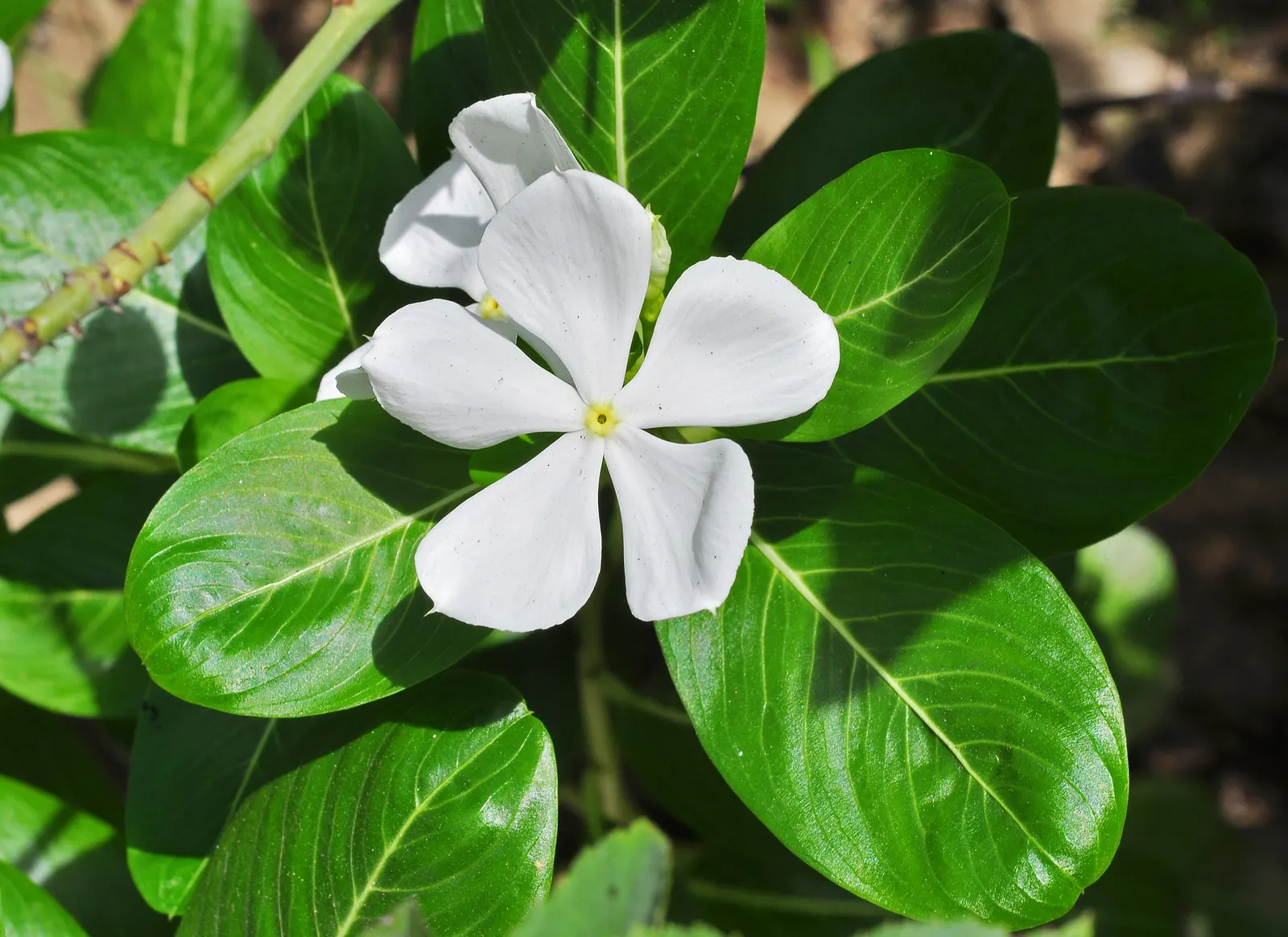 Vinca Rosea, Madagascar Periwinkle (Catharanthus Roseus) — ground cover / perennial with multi-colored and pink and white blooms; preferring full, image 87