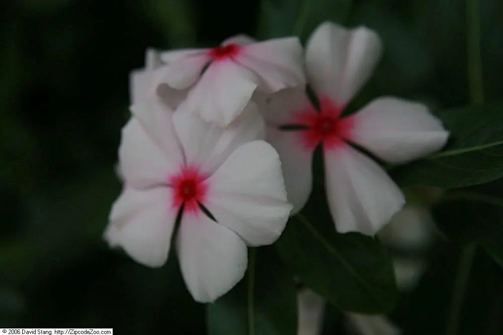 Vinca Rosea, Madagascar Periwinkle (Catharanthus Roseus) — preferring full sun to partial shade exposure; adequate spacing of around 12 to 18, image 100