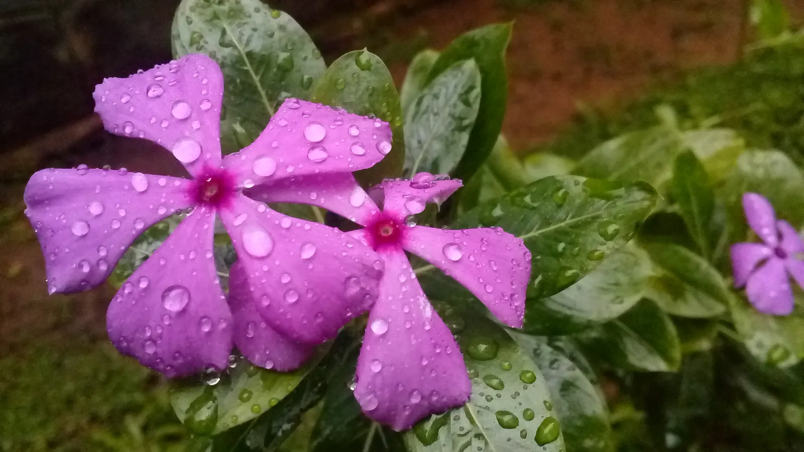 Vinca Rosea, Madagascar Periwinkle (Catharanthus Roseus) — evergreen perennial showcasing glossy; or container gardening.<br><br>This versatile, image 134