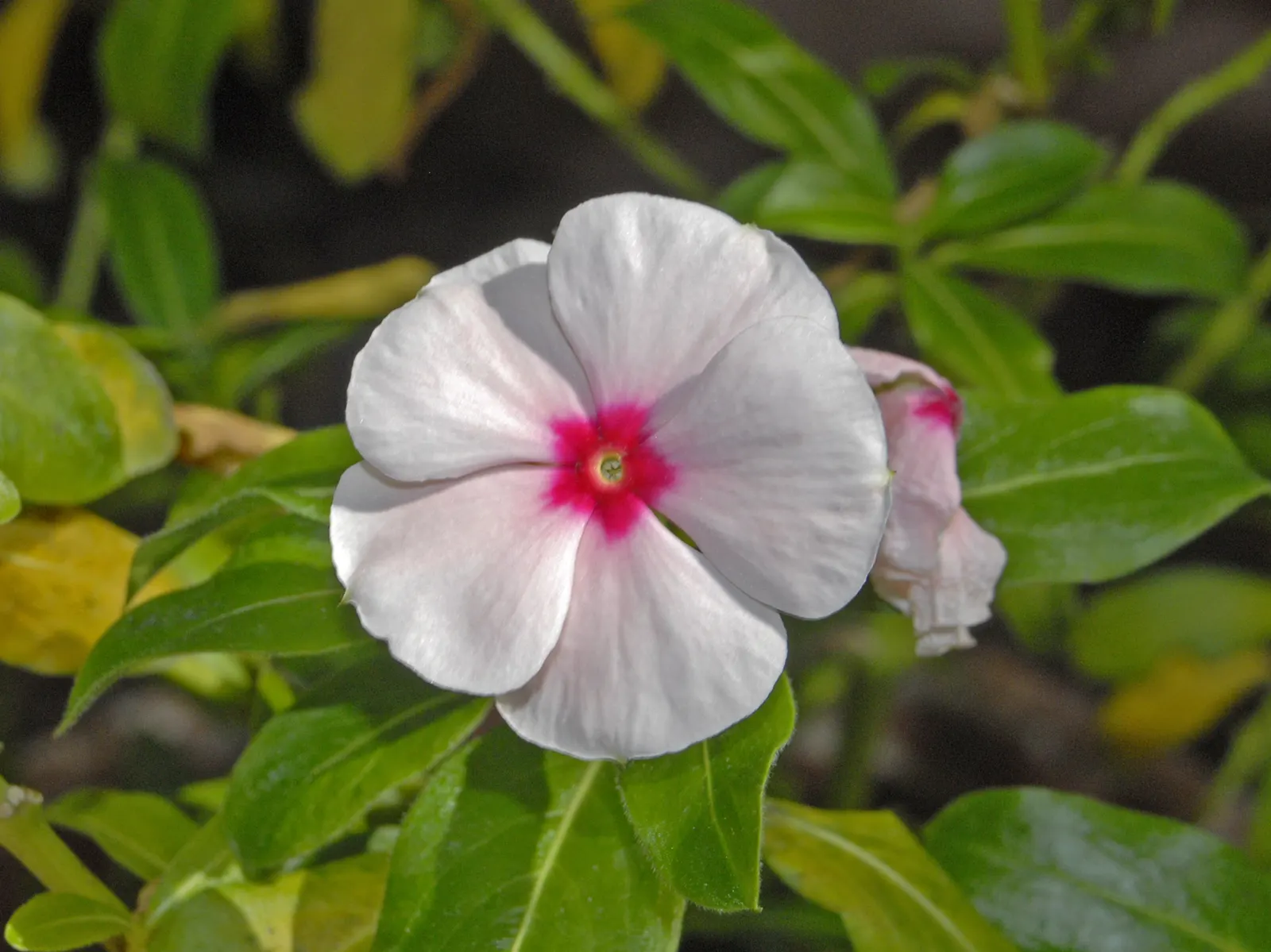 Vinca Rosea, Madagascar Periwinkle (Catharanthus Roseus) — It's drought-resistant once established; evergreen perennial showcasing glossy, image 95