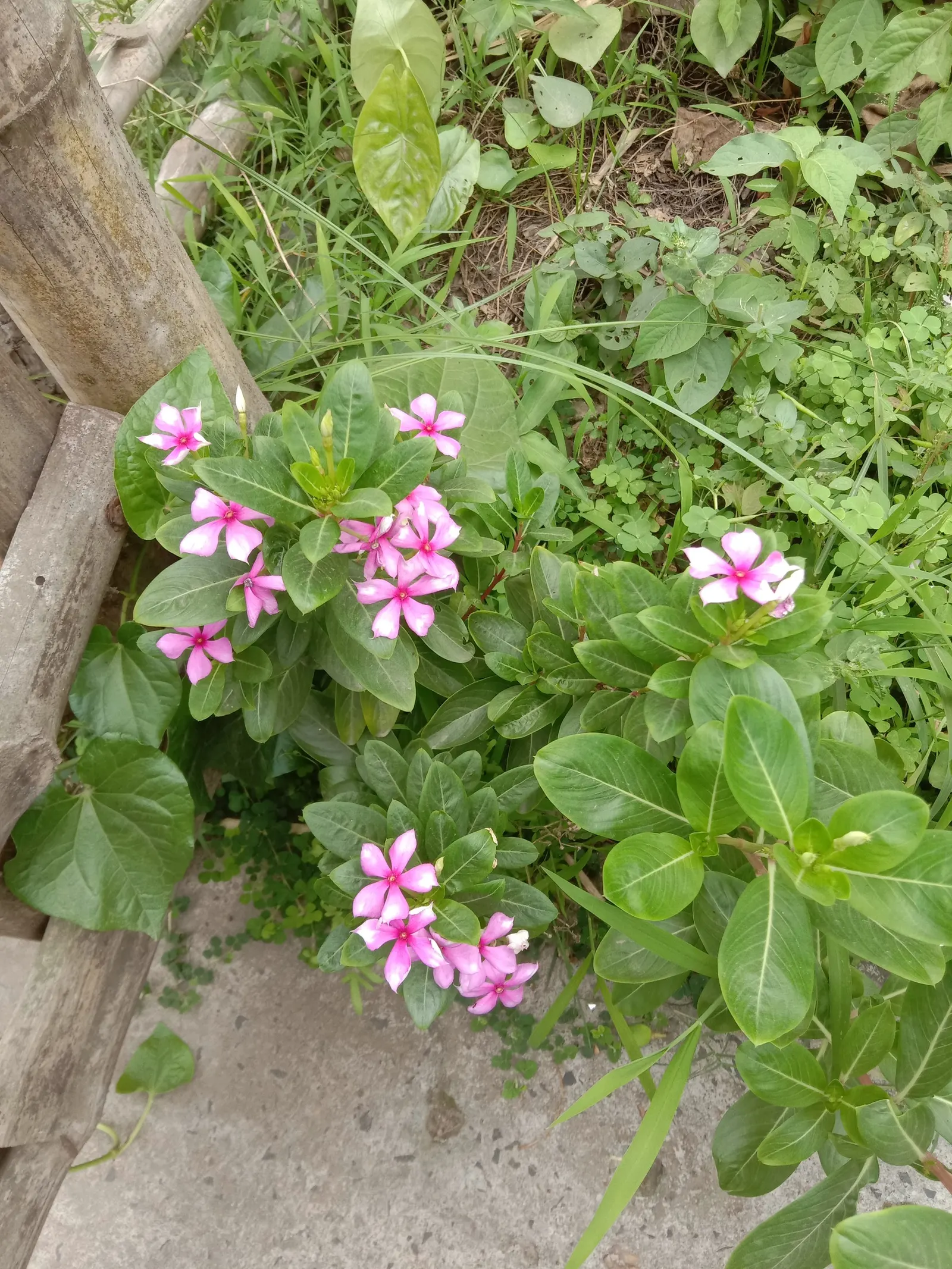 Vinca Rosea, Madagascar Periwinkle (Catharanthus Roseus) — multi-colored and pink and white flowers in the garden; this low-maintenance plant is, image 130