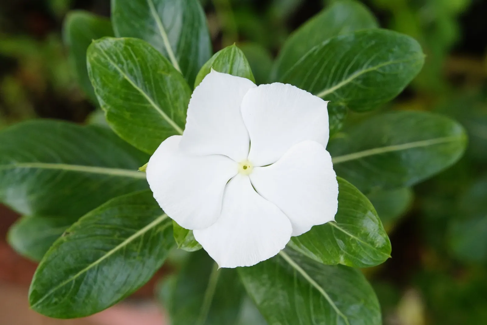 Vinca Rosea, Madagascar Periwinkle (Catharanthus Roseus) — offering continuous blooms in warm climates; often with a contrasting eye, image 116
