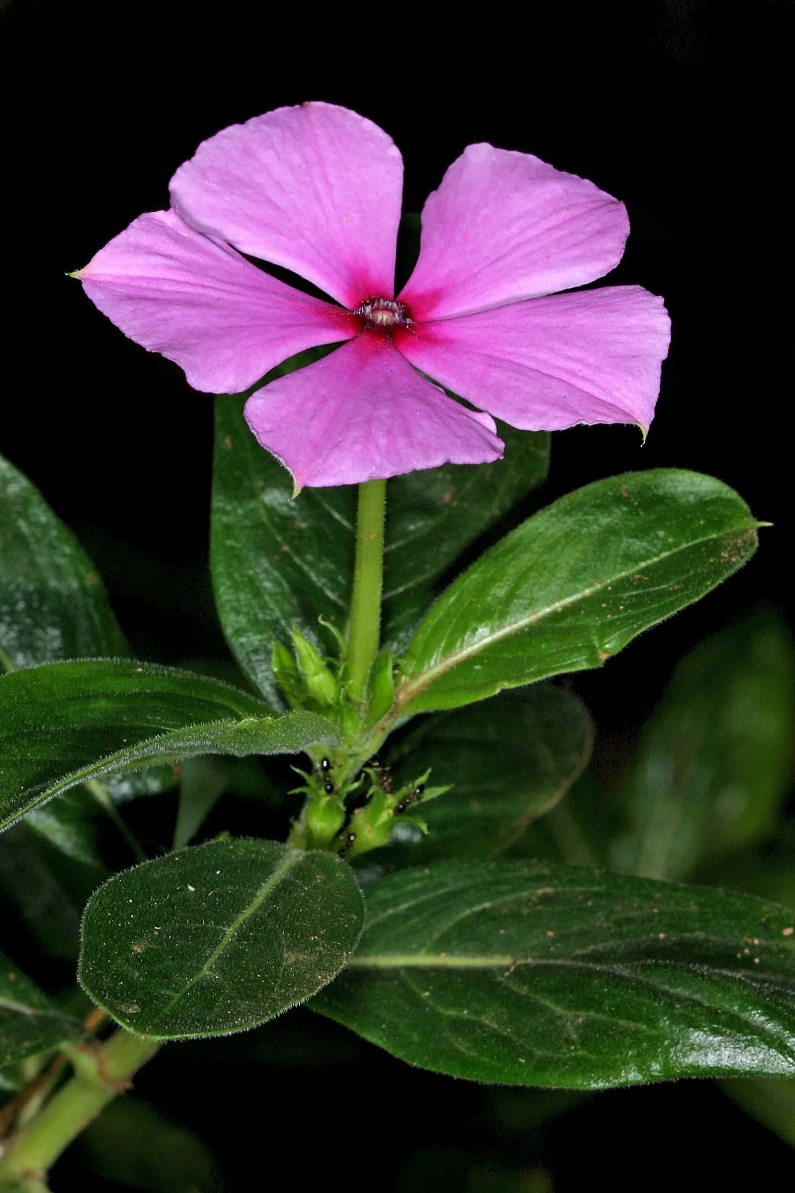 Vinca Rosea, Madagascar Periwinkle (Catharanthus Roseus) — making it a low-maintenance option for a variety of settings; it's drought-resistant, image 124