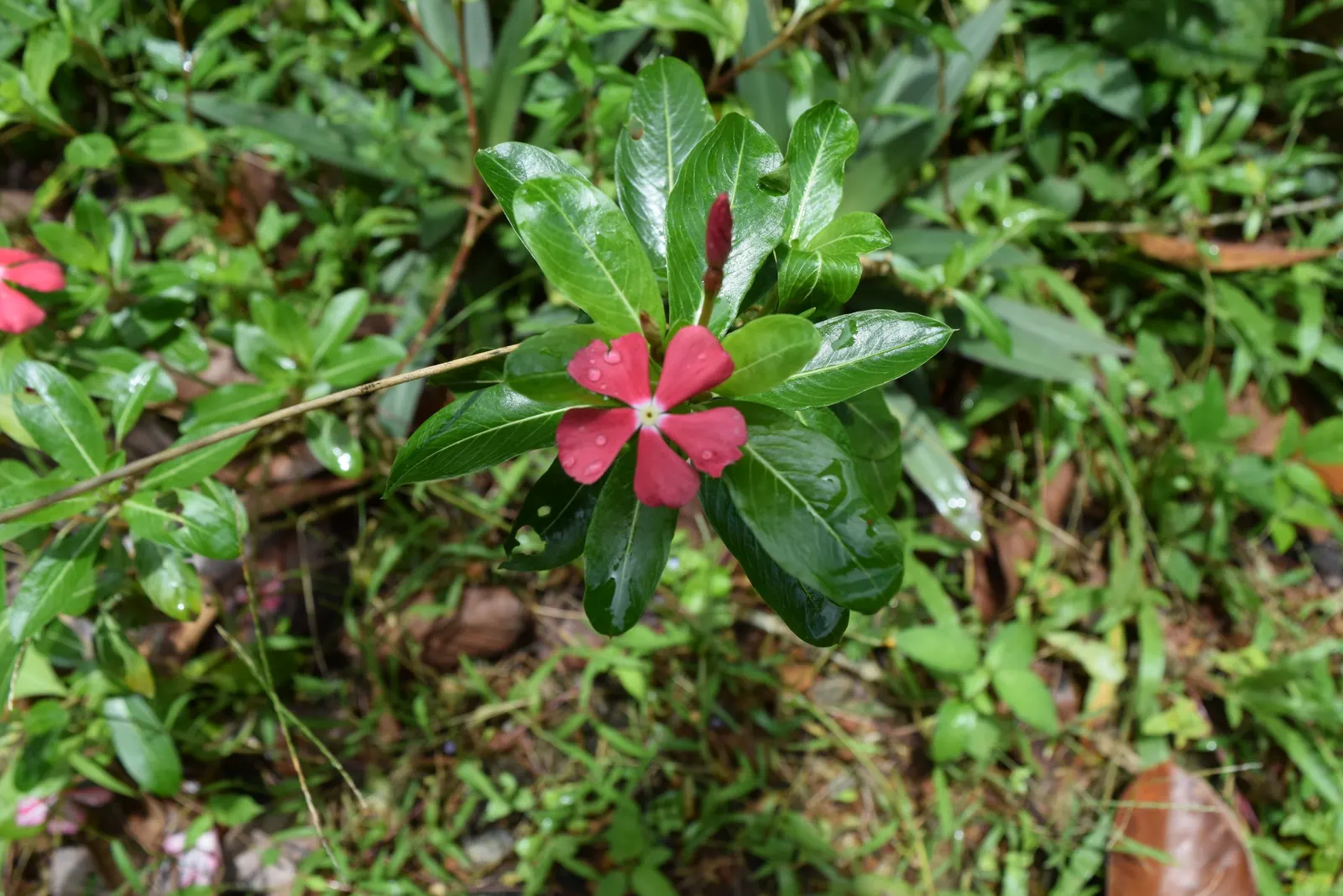 Vinca Rosea, Madagascar Periwinkle (Catharanthus Roseus) — this compact plant is well-suited for borders; also known as Catharanthus roseus or, image 142