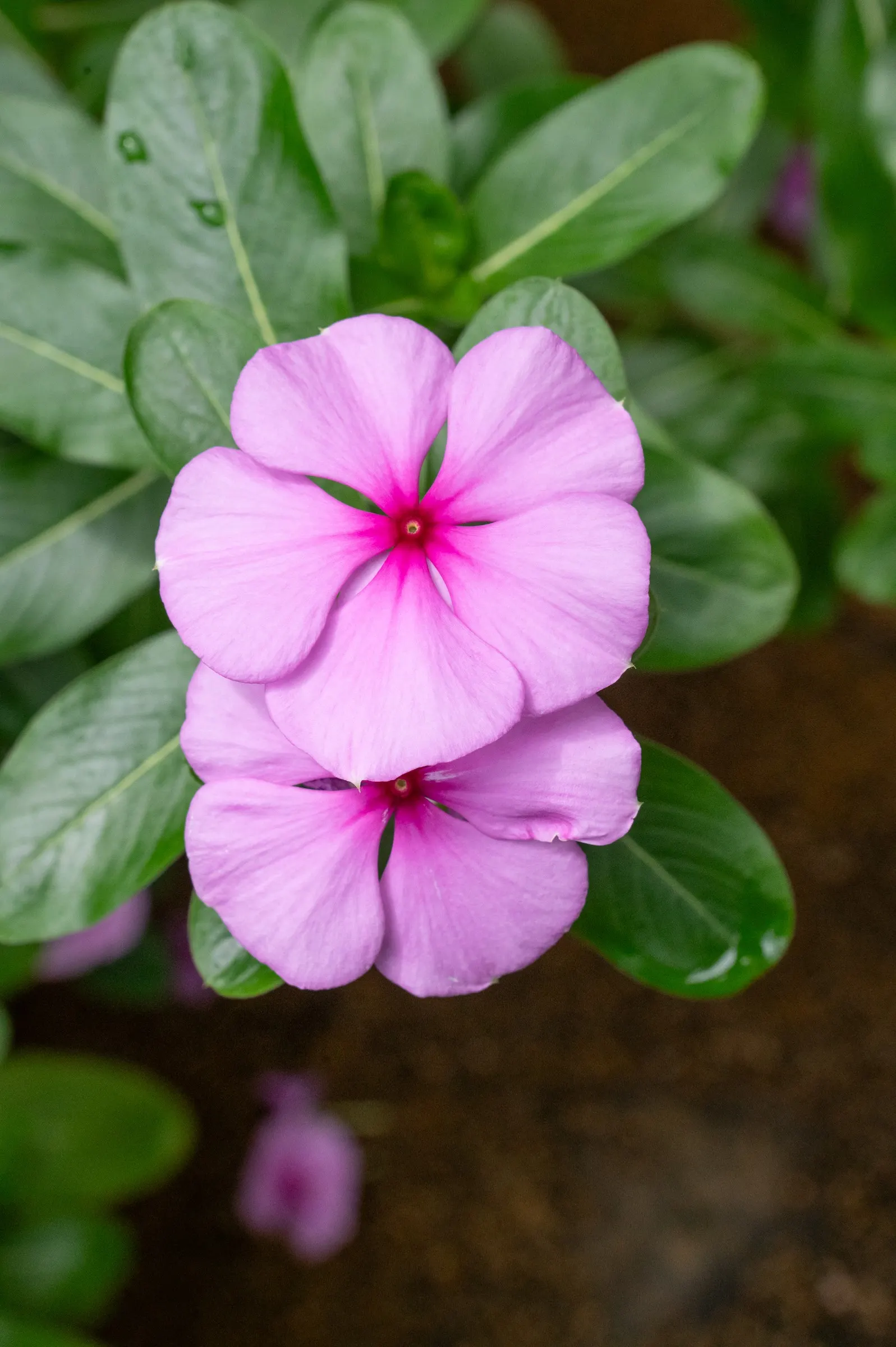 Vinca Rosea, Madagascar Periwinkle (Catharanthus Roseus) — This low-maintenance plant is ideal for borders; this compact plant is well-suited for, image 93