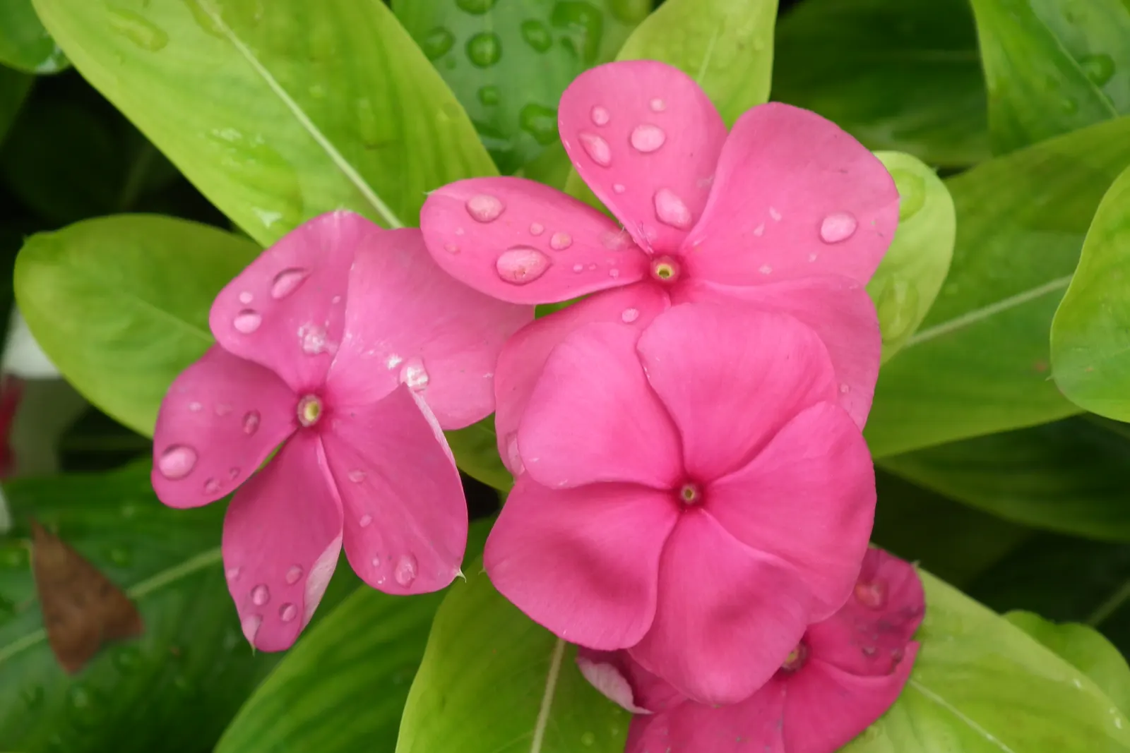Vinca Rosea, Madagascar Periwinkle (Catharanthus Roseus) — making it a low-maintenance option for a variety of settings; it's drought-resistant, image 146
