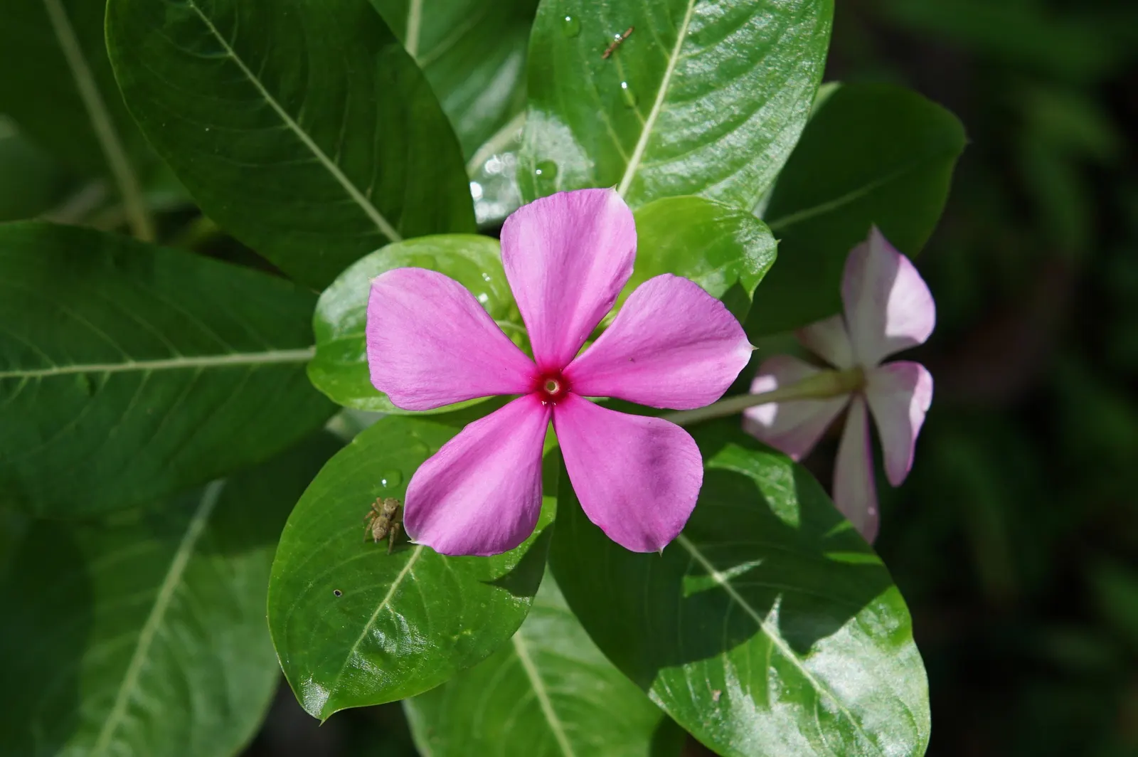 Vinca Rosea, Madagascar Periwinkle (Catharanthus Roseus) — also known as Catharanthus roseus or Madagascar Periwinkle; thriving in full sun to partial shade