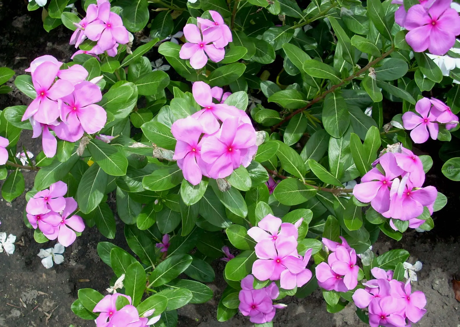 Vinca Rosea, Madagascar Periwinkle (Catharanthus Roseus) — commonly known as Vinca Rosea or Madagascar Periwinkle; typically reaching a mature, image 118