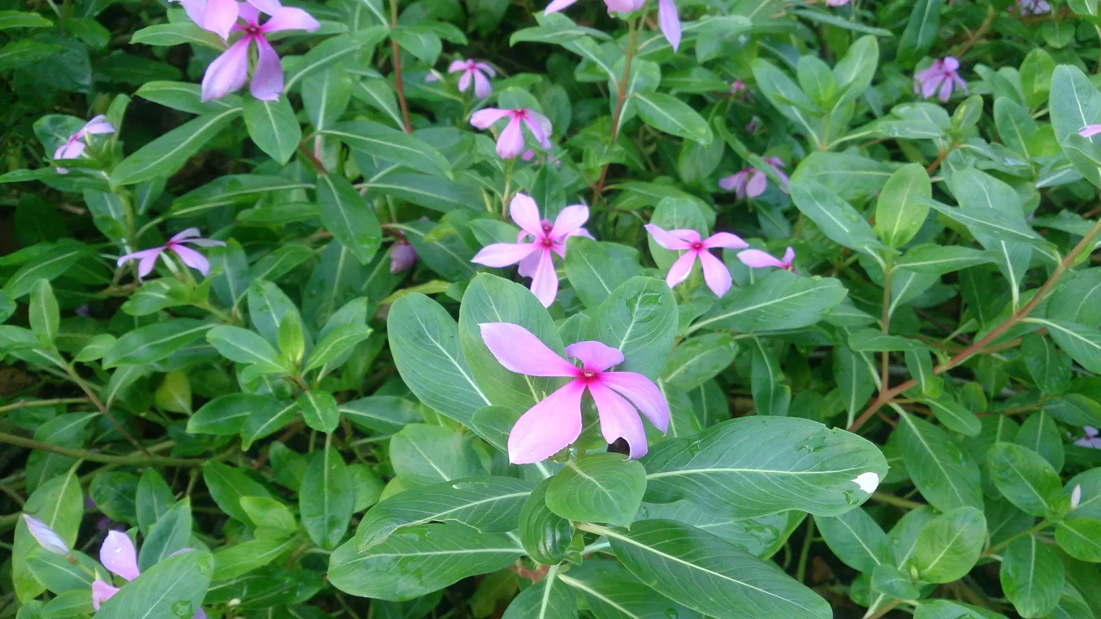 Vinca Rosea, Madagascar Periwinkle (Catharanthus Roseus) — also known as Catharanthus roseus or Madagascar Periwinkle; thriving in full sun to, image 133