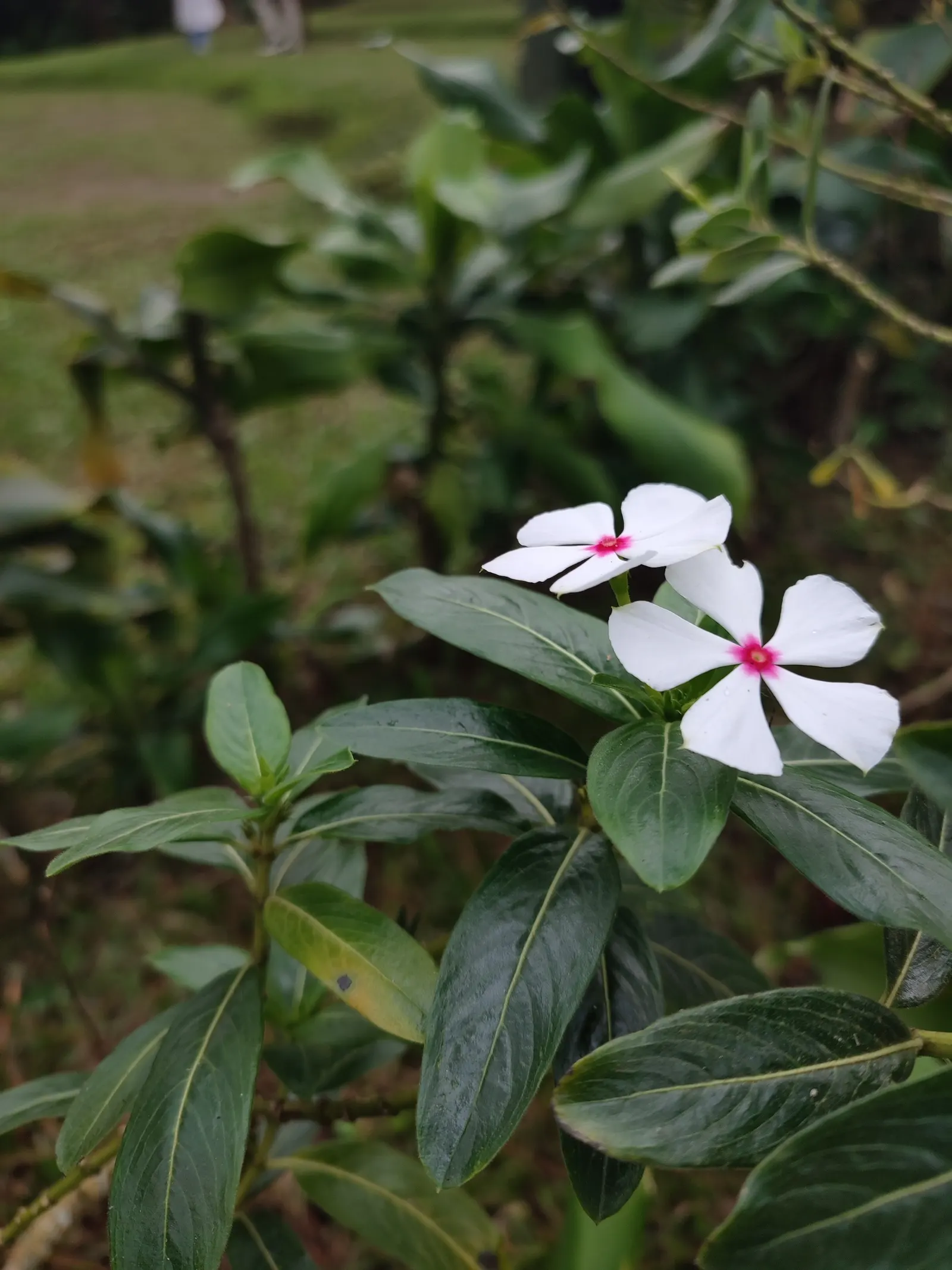 Vinca Rosea, Madagascar Periwinkle (Catharanthus Roseus) — The Vinca Rosea flourishes in well-drained soils and is relatively drought-tolerant, image 145