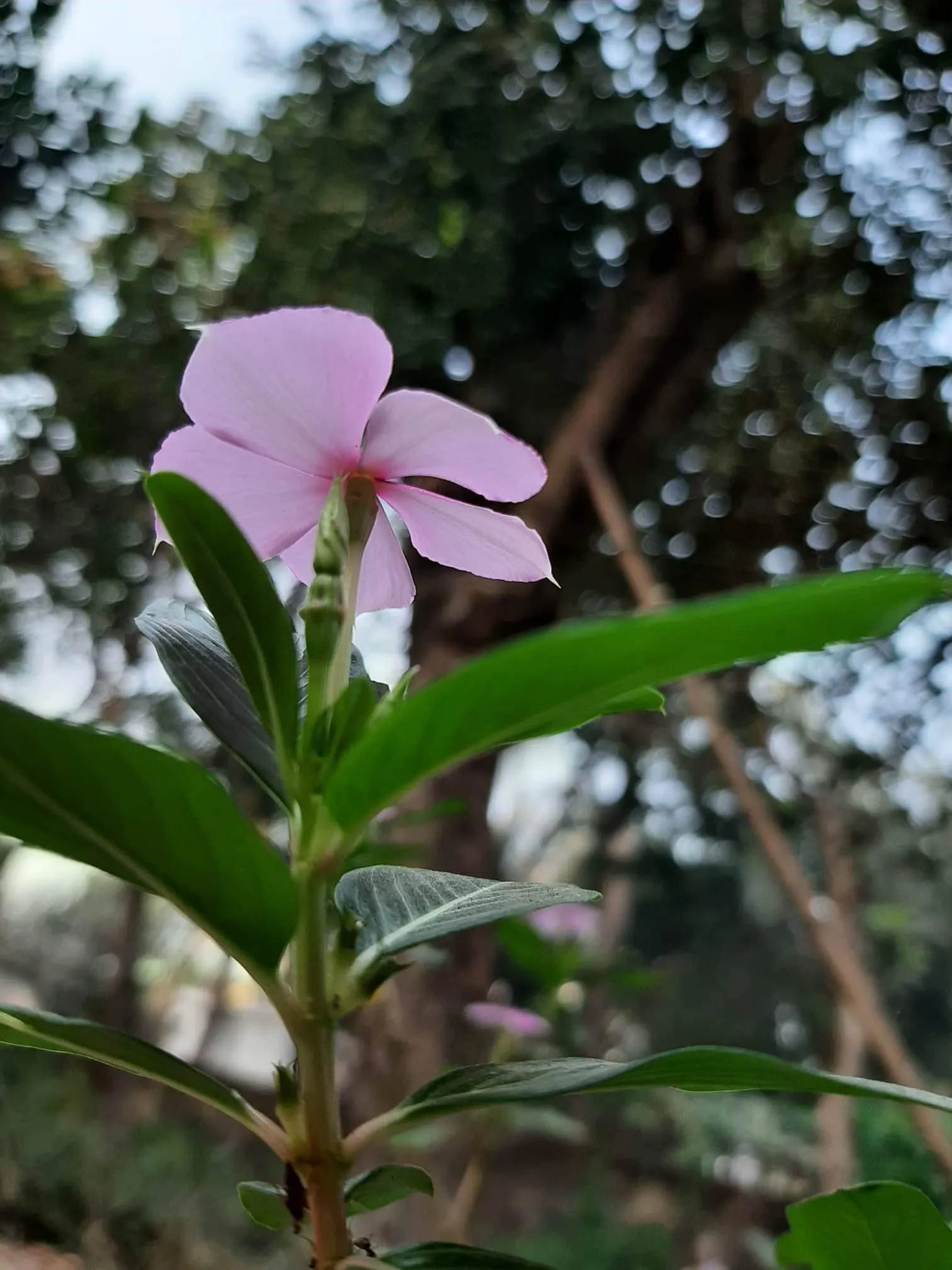 Vinca Rosea, Madagascar Periwinkle (Catharanthus Roseus) — The Vinca Rosea flourishes in well-drained soils and is relatively drought-tolerant, image 123