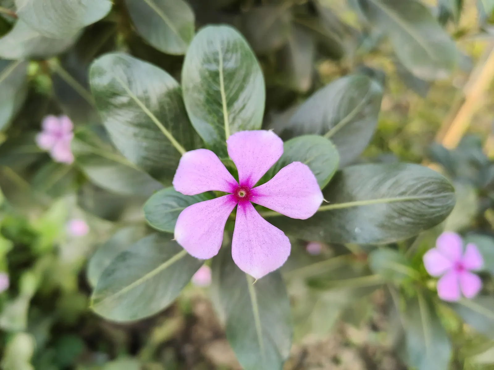 Vinca Rosea, Madagascar Periwinkle (Catharanthus Roseus) — green leaves and charming five-petaled flowers in shades of pink; clients will, image 113