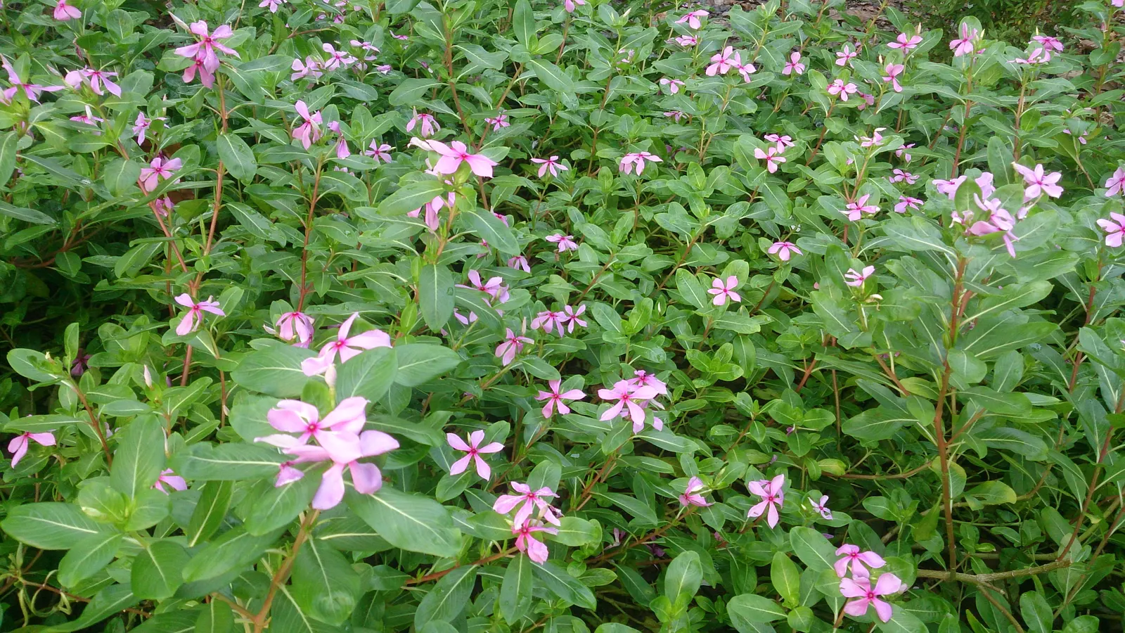 Vinca Rosea, Madagascar Periwinkle (Catharanthus Roseus) — Typically reaching a mature height of about 1 to 2 feet and a spread of 1 to 2 feet, image 141