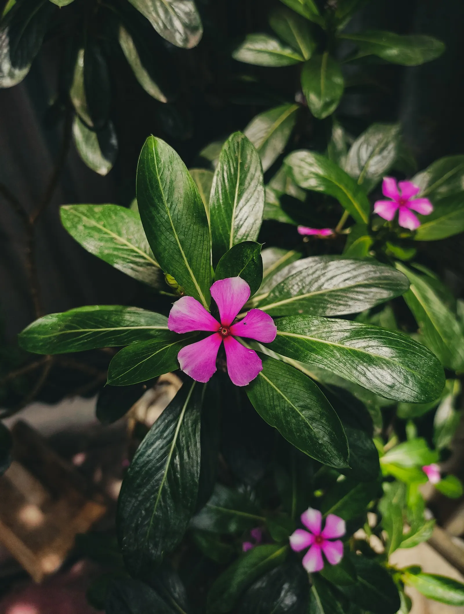 Vinca Rosea, Madagascar Periwinkle (Catharanthus Roseus) — green leaves and charming five-petaled flowers in shades of pink; clients will, image 91