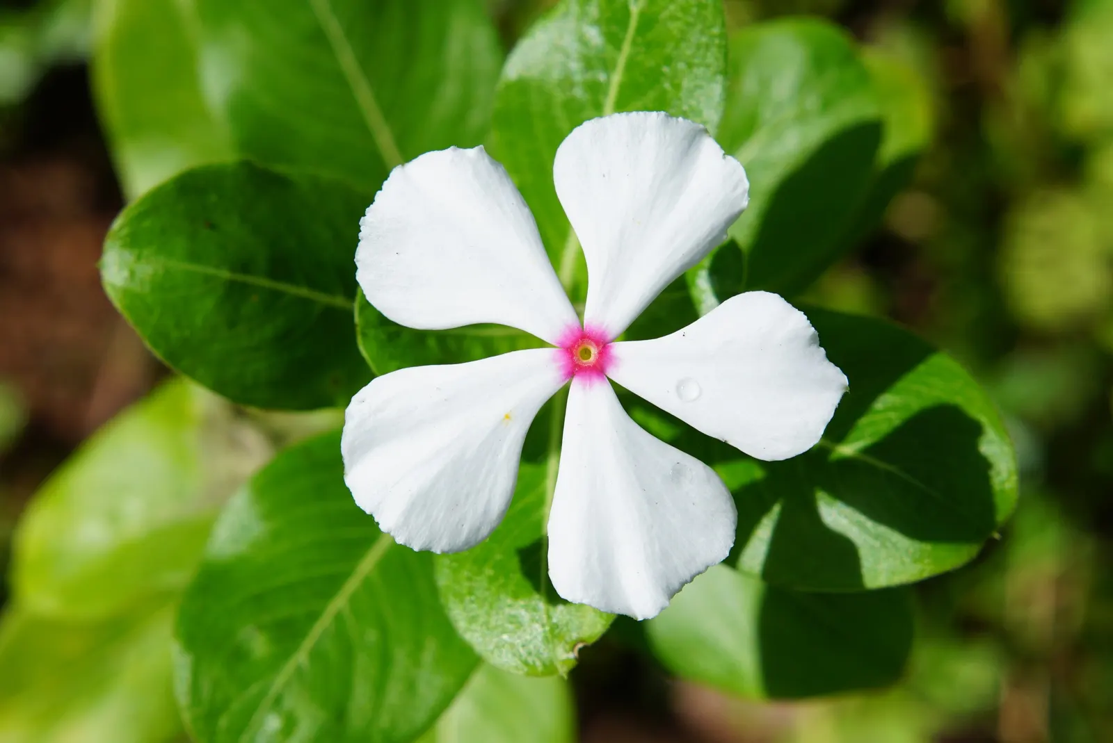 Vinca Rosea, Madagascar Periwinkle (Catharanthus Roseus) — multi-colored and pink and white flowers in the garden