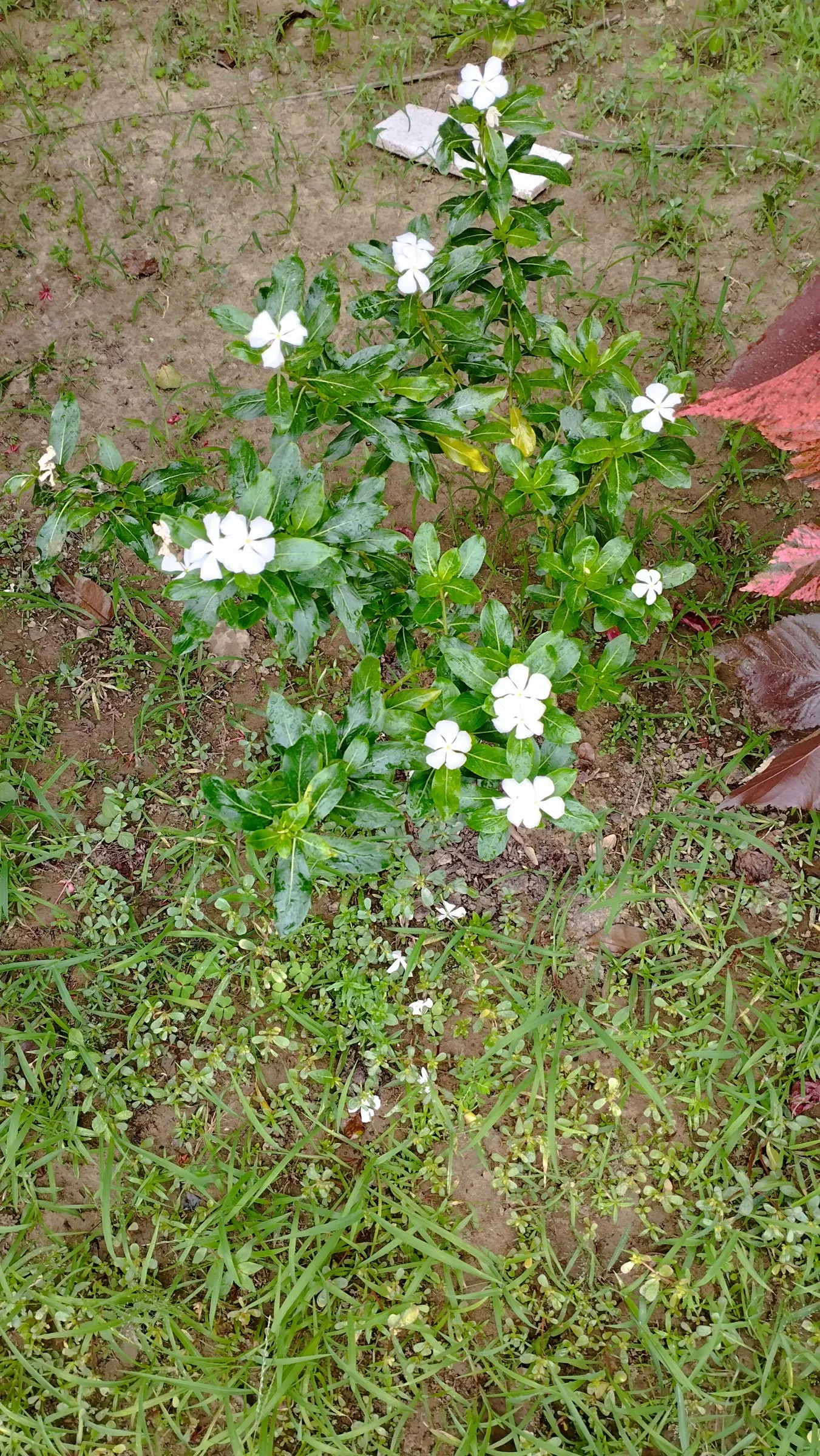 Vinca Rosea, Madagascar Periwinkle (Catharanthus Roseus) — Adequate spacing of around 12 to 18 inches allows for proper air circulation; making it a, image 125