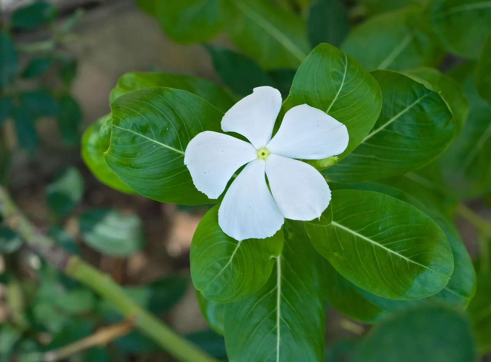 Vinca Rosea, Madagascar Periwinkle (Catharanthus Roseus) — also known as Catharanthus roseus or Madagascar Periwinkle; thriving in full sun to, image 89