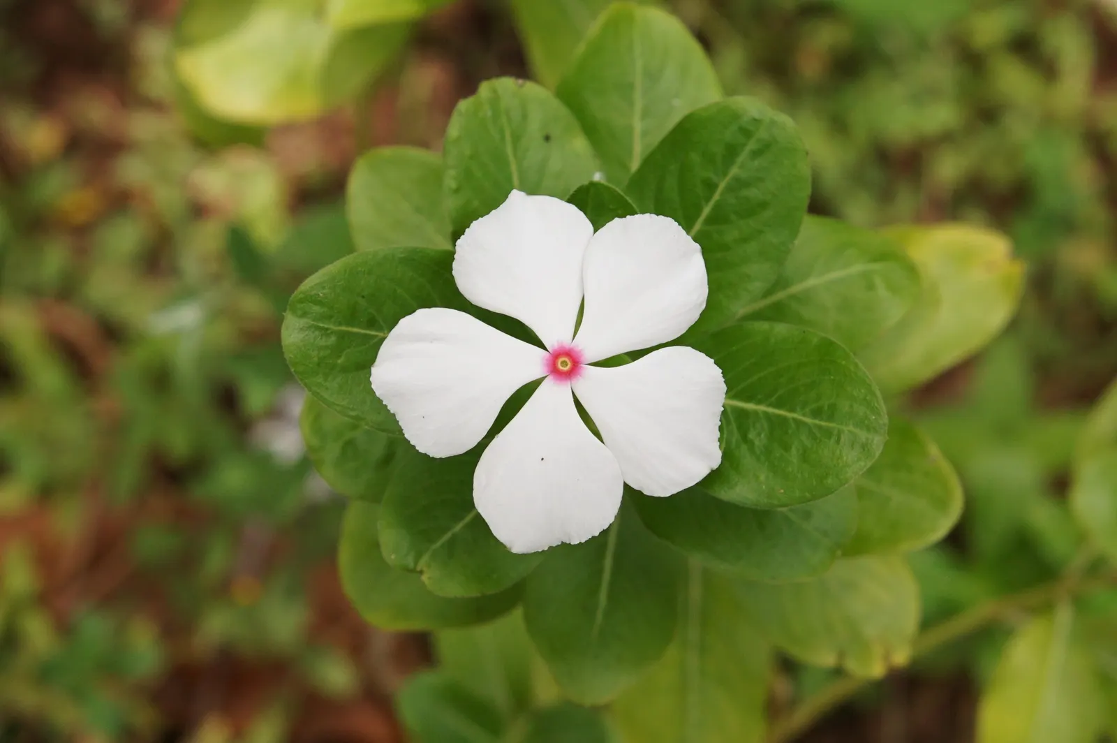 Vinca Rosea, Madagascar Periwinkle (Catharanthus Roseus) — offering continuous blooms in warm climates; often with a contrasting eye, image 138