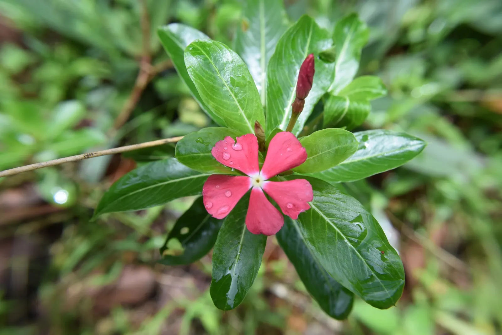 Vinca Rosea, Madagascar Periwinkle (Catharanthus Roseus) — offering continuous blooms in warm climates; often with a contrasting eye, image 94