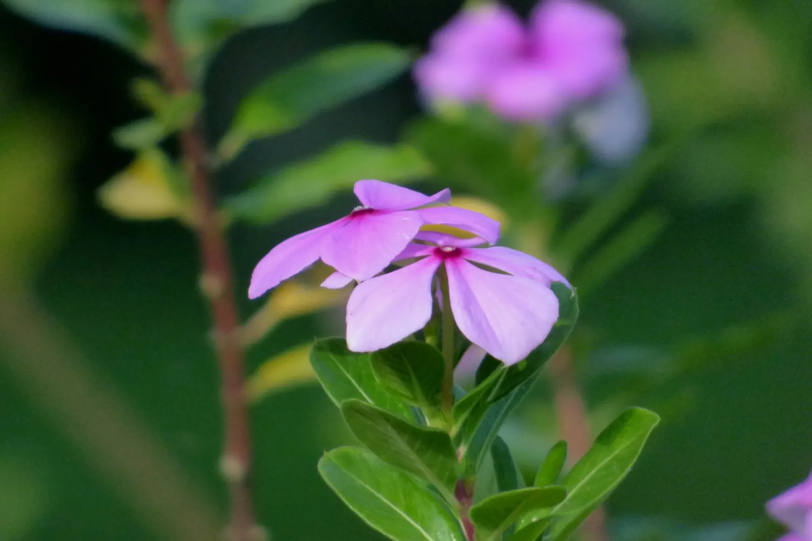 Vinca Rosea, Madagascar Periwinkle (Catharanthus Roseus) — this compact plant is well-suited for borders; also known as Catharanthus roseus or, image 98