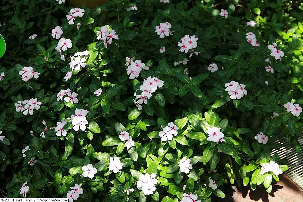 Vinca Rosea, Madagascar Periwinkle (Catharanthus Roseus) — This low-maintenance plant is ideal for borders; this compact plant is well-suited for, image 115