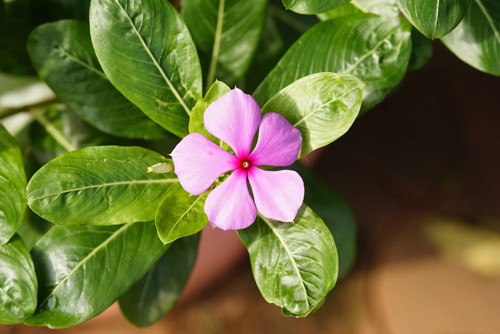 Vinca Rosea, Madagascar Periwinkle (Catharanthus Roseus) — promoting healthy growth.<br><br>The blooms come in a range of hues including; ground, image 126