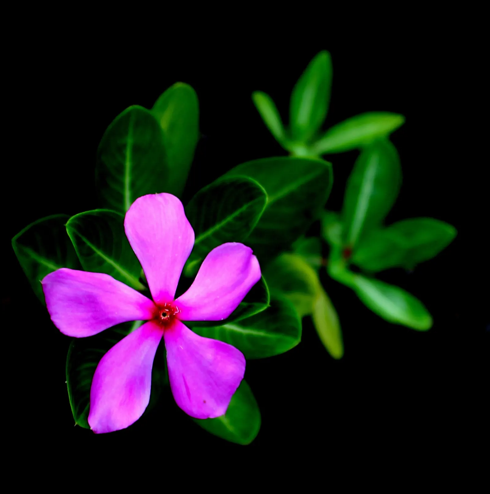 Vinca Rosea, Madagascar Periwinkle (Catharanthus Roseus) — ground cover / perennial with multi-colored and pink and white blooms; preferring full, image 131