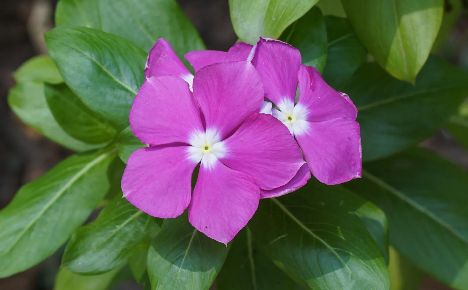 Vinca Rosea, Madagascar Periwinkle (Catharanthus Roseus) — Clients will appreciate its low-maintenance nature and potential to attract butterflies