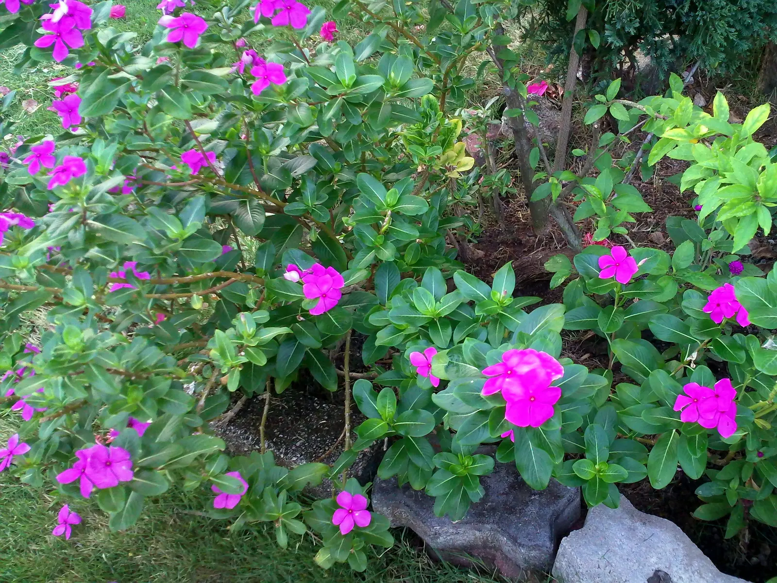 Vinca Rosea, Madagascar Periwinkle (Catharanthus Roseus) — or container gardening.<br><br>This versatile plant thrives in USDA hardiness zones 9, image 99
