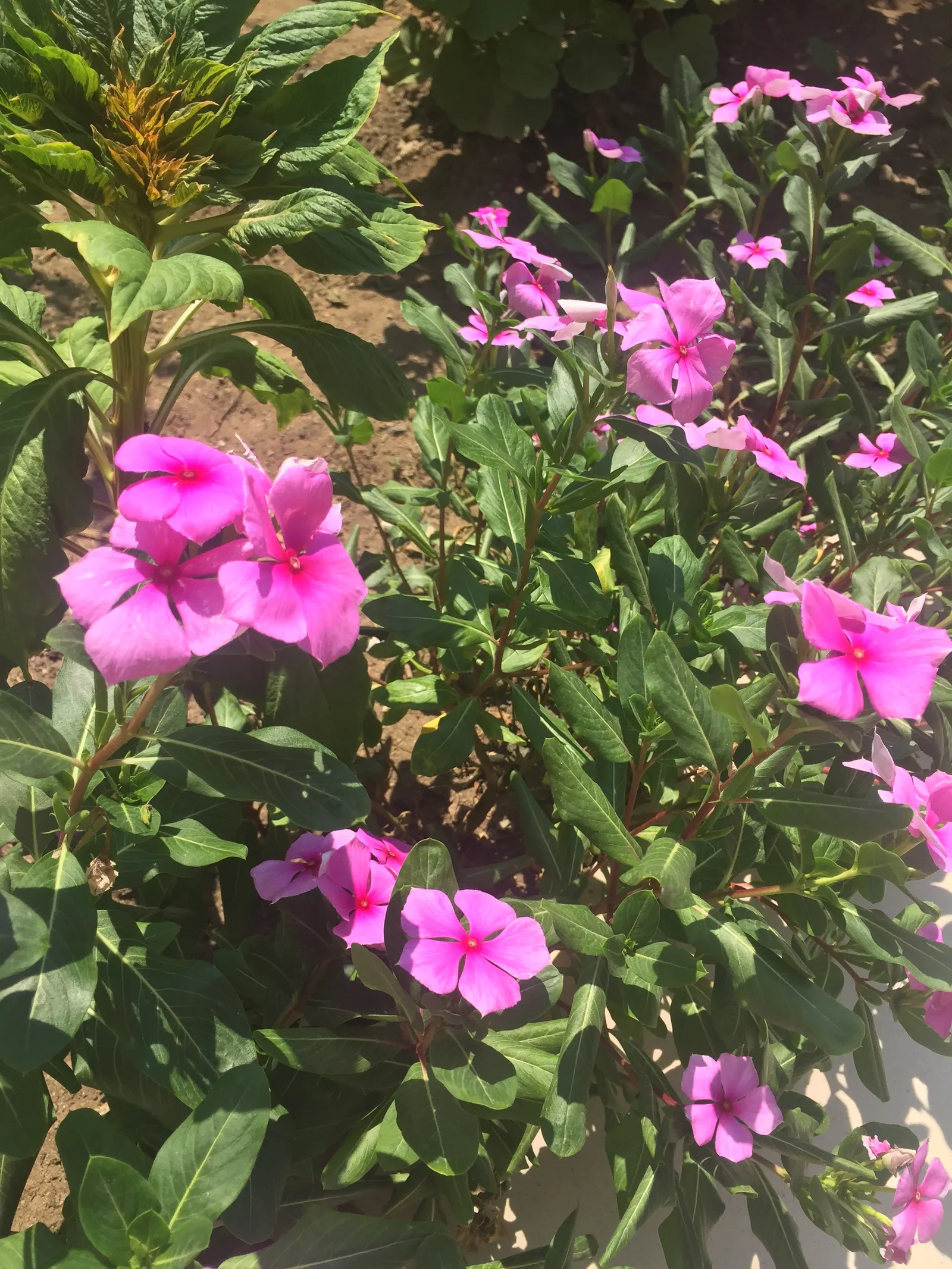 Vinca Rosea, Madagascar Periwinkle (Catharanthus Roseus) — making it a low-maintenance option for a variety of settings; it's drought-resistant, image 102