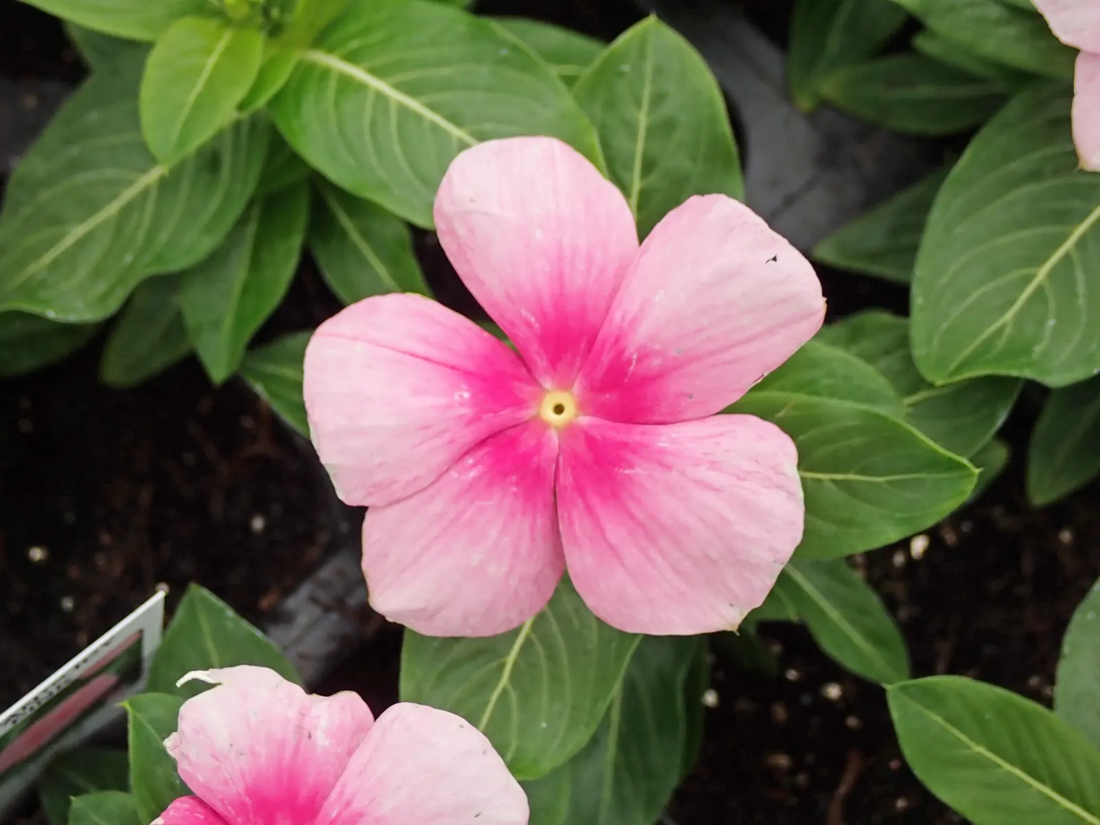 Vinca Rosea, Madagascar Periwinkle (Catharanthus Roseus) — Thriving in full sun to partial shade, it reaches up to 18 inches in height and spreads, image 70