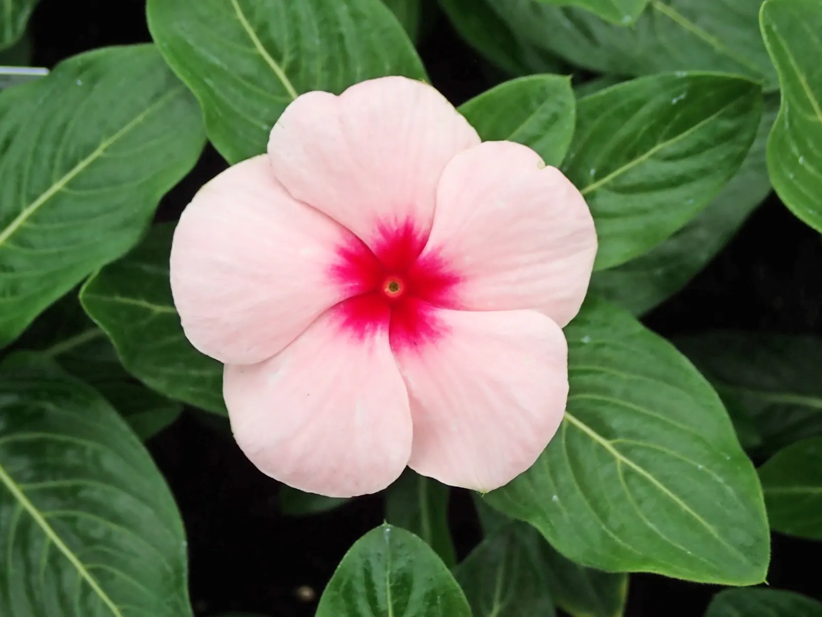 Vinca Rosea, Madagascar Periwinkle (Catharanthus Roseus) — green leaves and charming five-petaled flowers in shades of pink; clients will, image 69