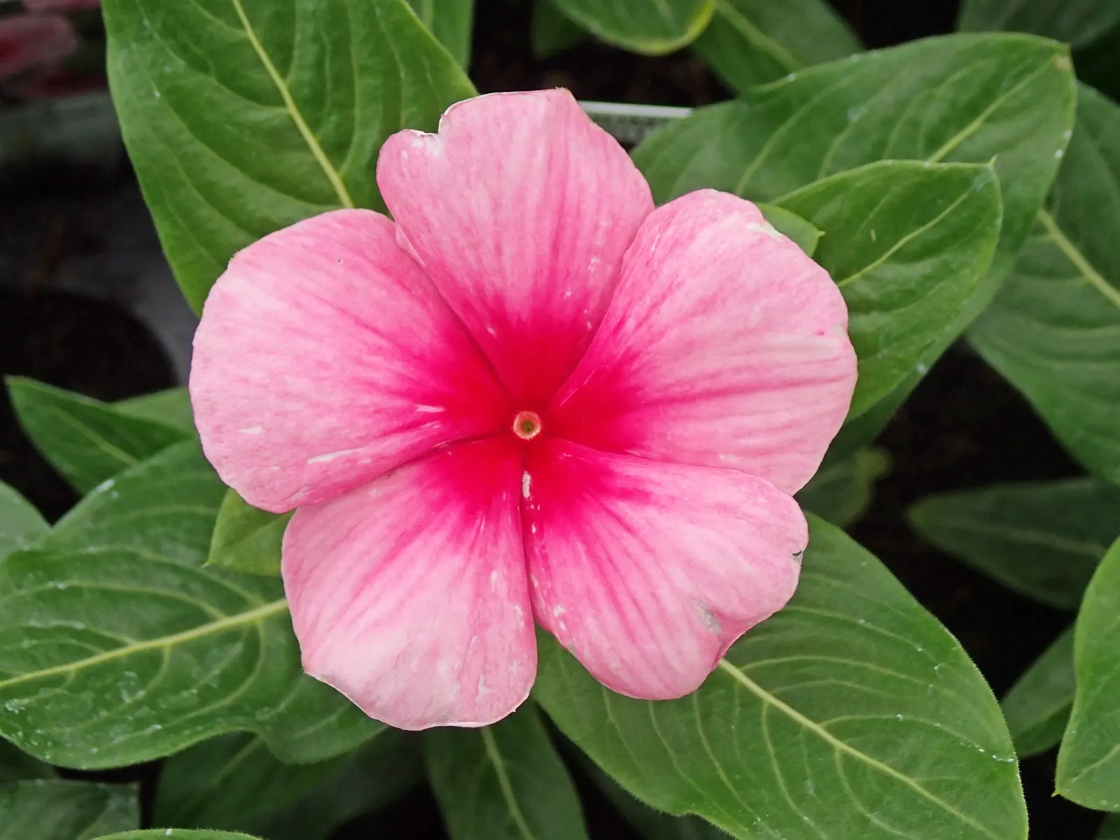 Vinca Rosea, Madagascar Periwinkle (Catharanthus Roseus) — multi-colored and pink and white flowers in the garden; this low-maintenance plant is, image 64