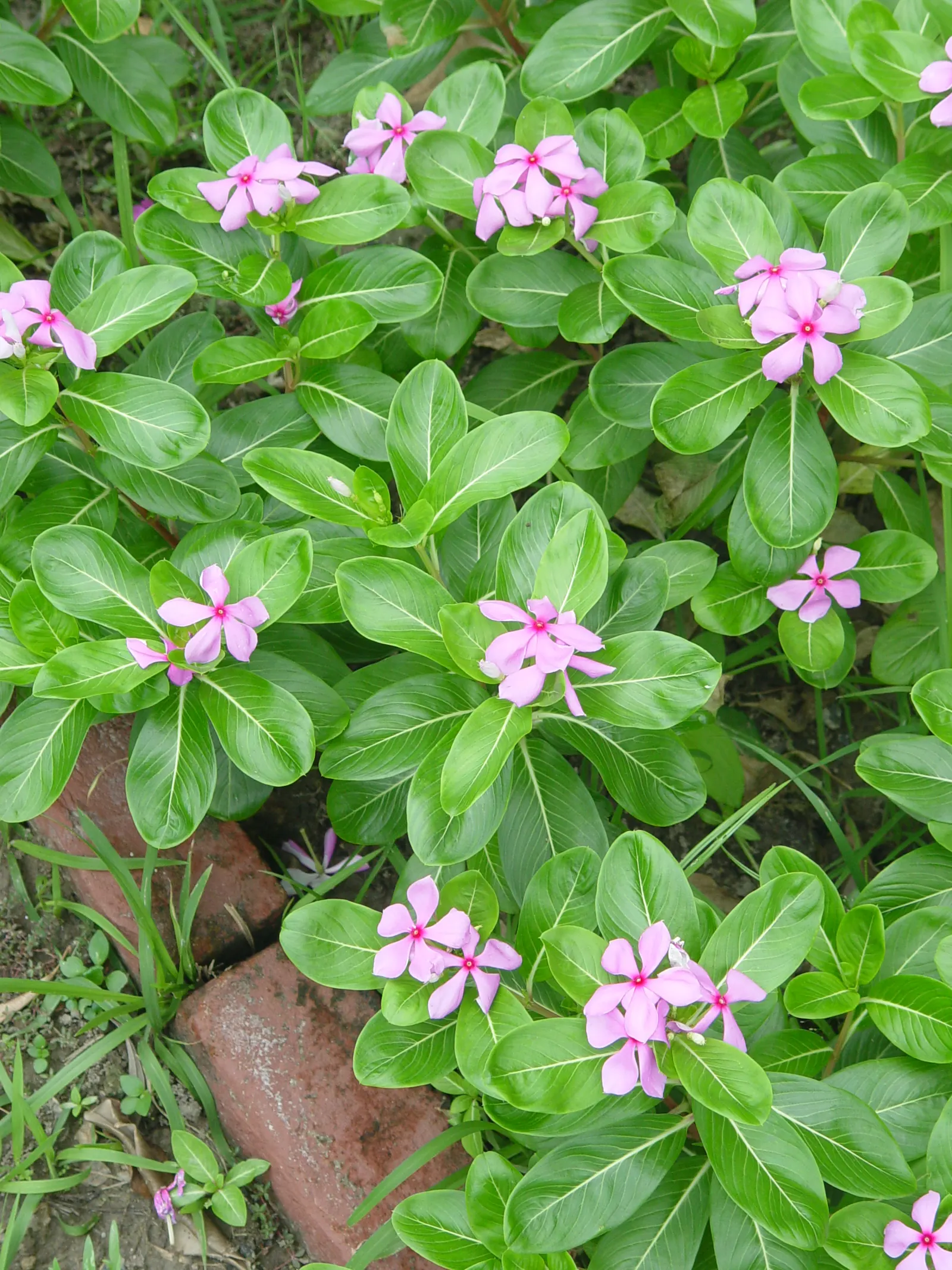 Vinca Rosea, Madagascar Periwinkle (Catharanthus Roseus) — evergreen perennial showcasing glossy; or container gardening.<br><br>This versatile, image 68
