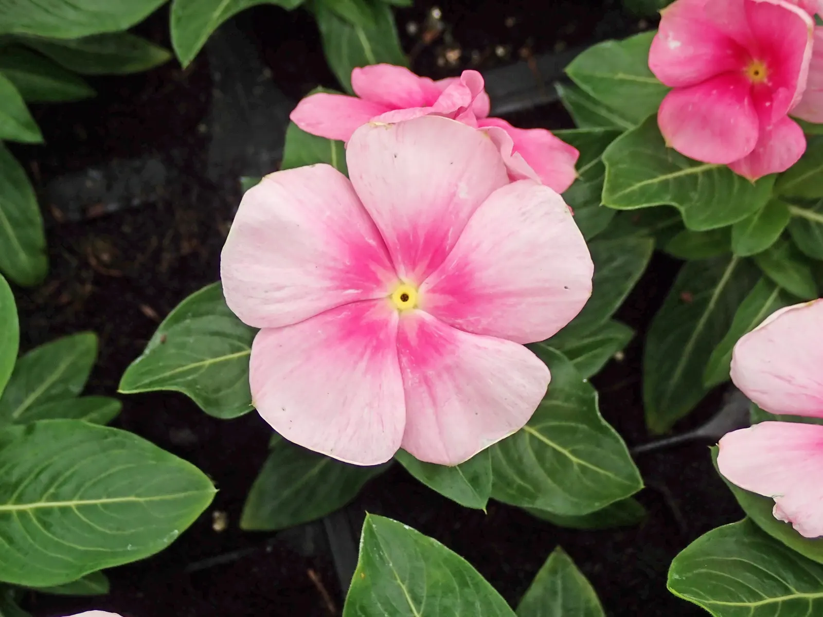 Vinca Rosea, Madagascar Periwinkle (Catharanthus Roseus) — making it a low-maintenance option for a variety of settings; it's drought-resistant, image 58