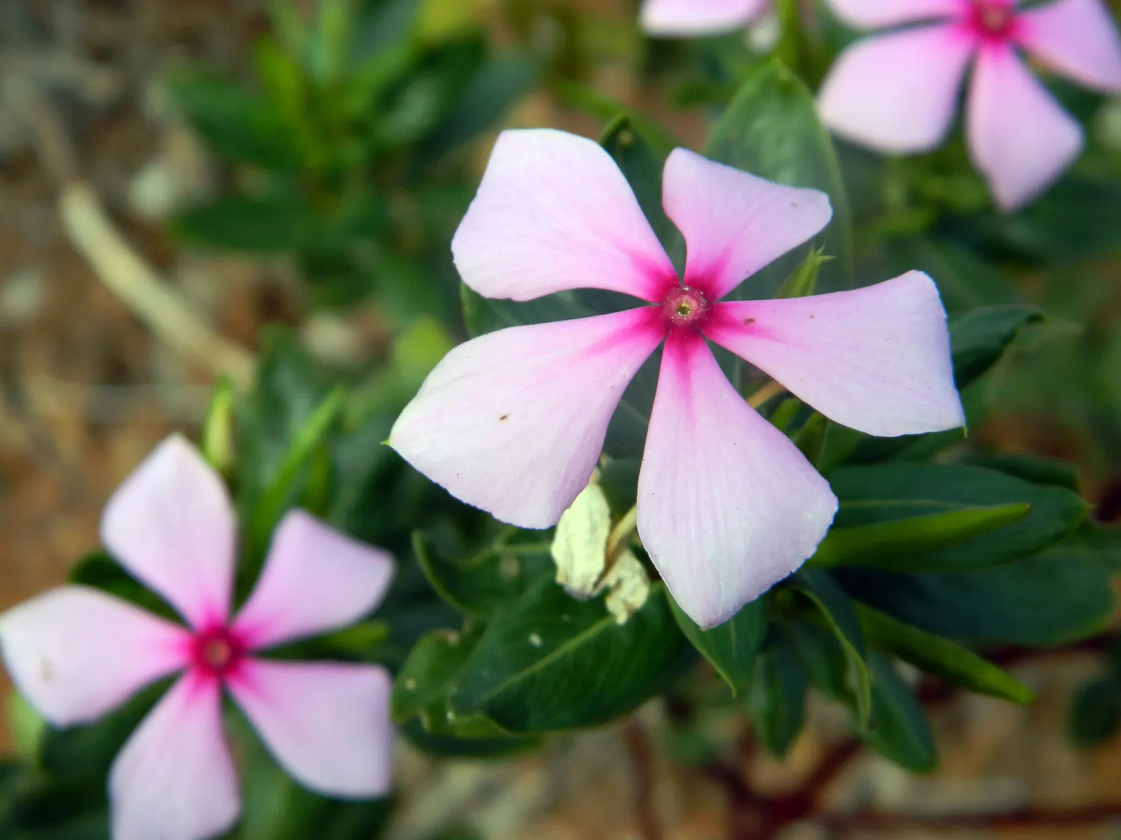 Vinca Rosea, Madagascar Periwinkle (Catharanthus Roseus) — promoting healthy growth.<br><br>The blooms come in a range of hues including; ground, image 104