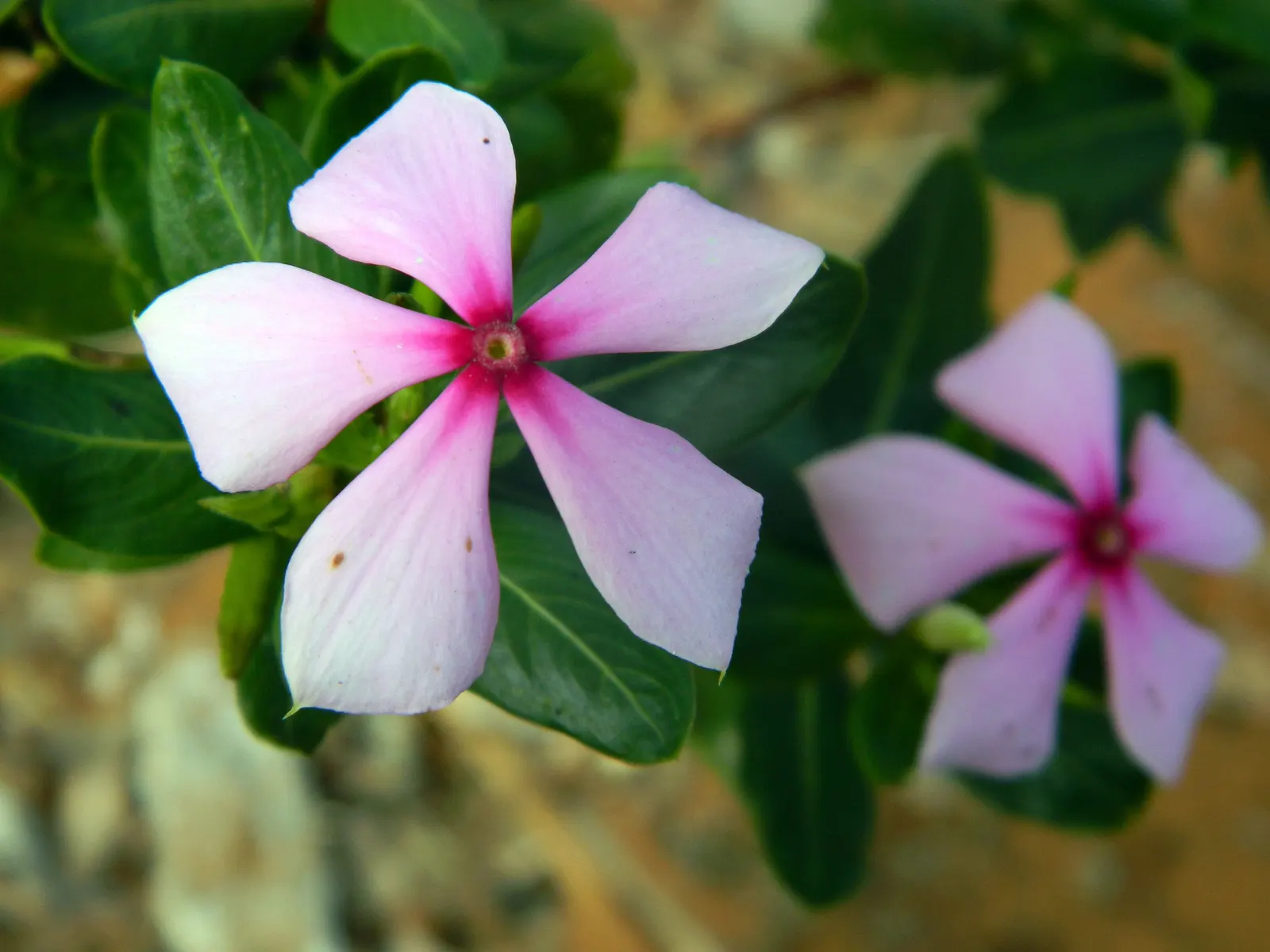 Vinca Rosea, Madagascar Periwinkle (Catharanthus Roseus) — Thriving in full sun to partial shade, it reaches up to 18 inches in height and spreads, image 92