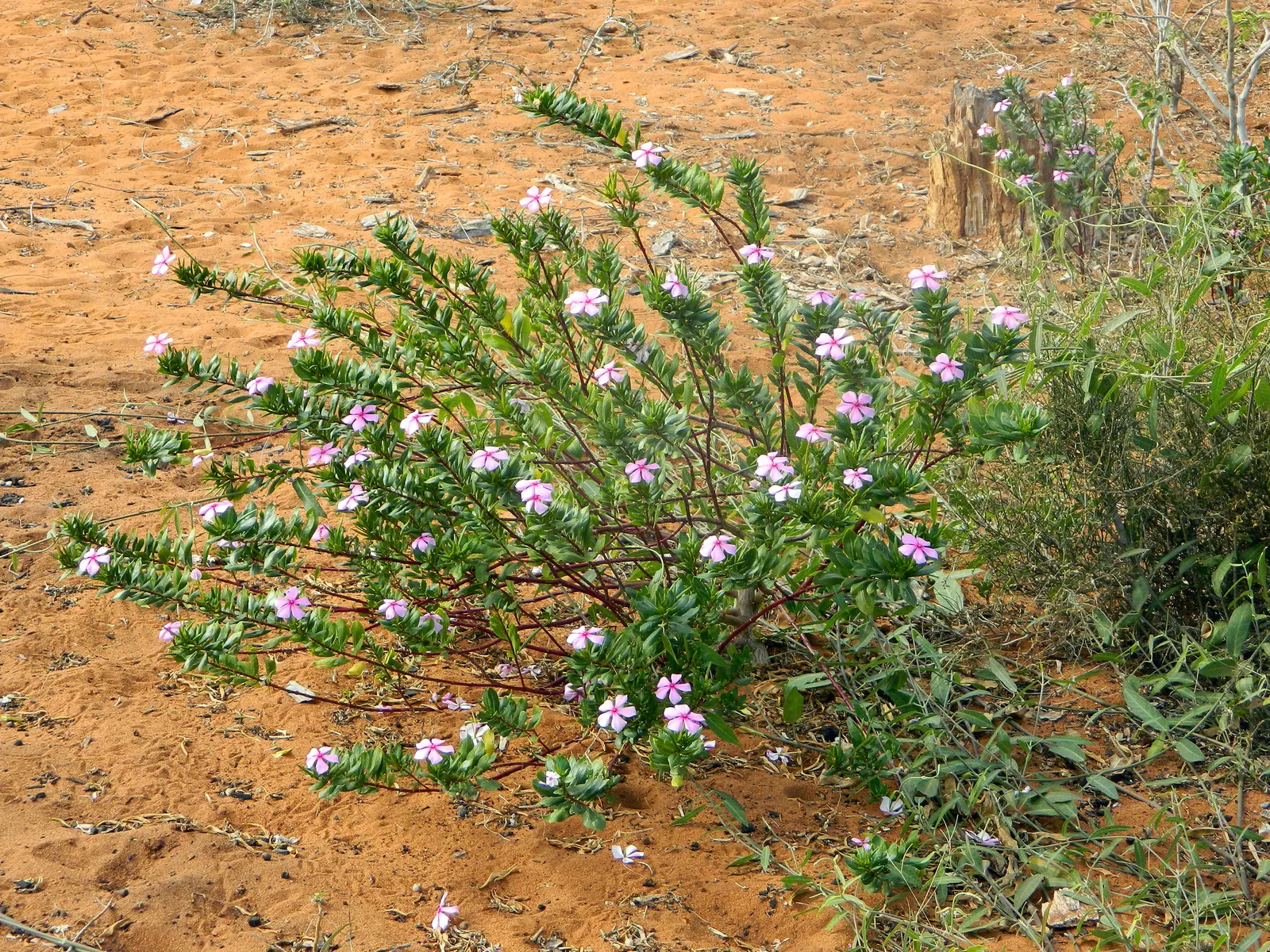 Vinca Rosea, Madagascar Periwinkle (Catharanthus Roseus) — ground cover / perennial for full or half