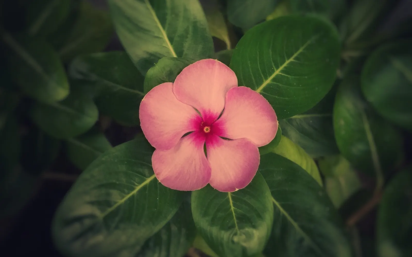 Vinca Rosea, Madagascar Periwinkle (Catharanthus Roseus) — This low-maintenance plant is ideal for borders; this compact plant is well-suited for, image 71