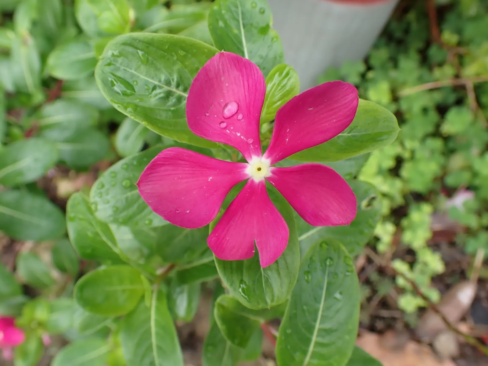Vinca Rosea, Madagascar Periwinkle (Catharanthus Roseus) — Typically reaching a mature height of about 1 to 2 feet and a spread of 1 to 2 feet; promoting