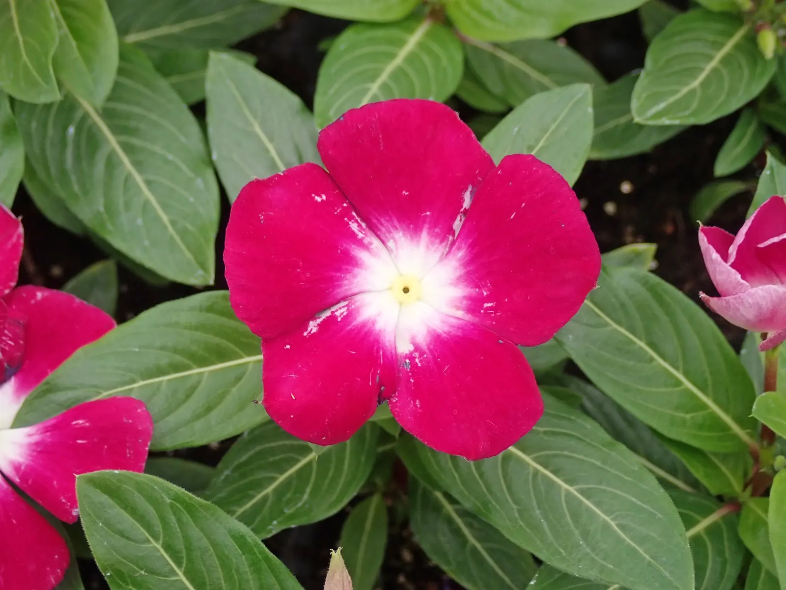 Vinca Rosea, Madagascar Periwinkle (Catharanthus Roseus) — preferring full sun to partial shade exposure