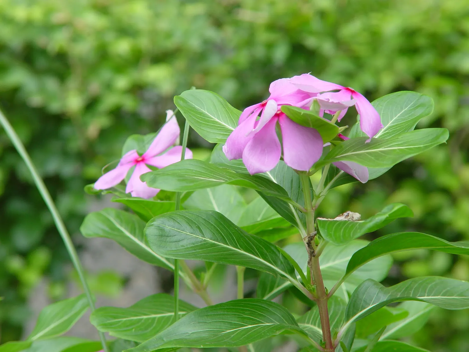 Vinca Rosea, Madagascar Periwinkle (Catharanthus Roseus) — ground cover / perennial with multi-colored and pink and white blooms; preferring full, image 65