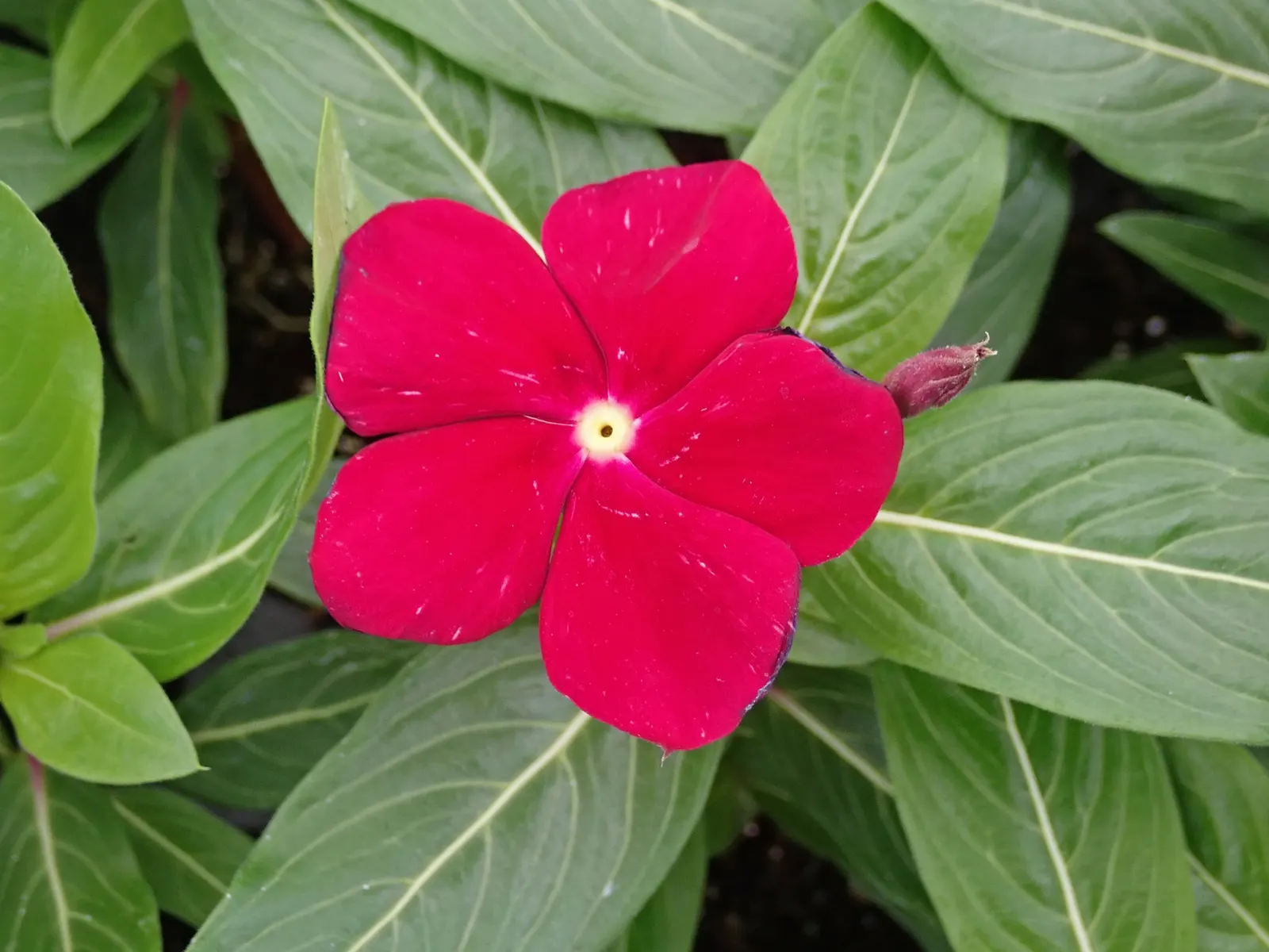 Vinca Rosea, Madagascar Periwinkle (Catharanthus Roseus) — often with a contrasting eye; offering continuous blooms in warm climates, image 61