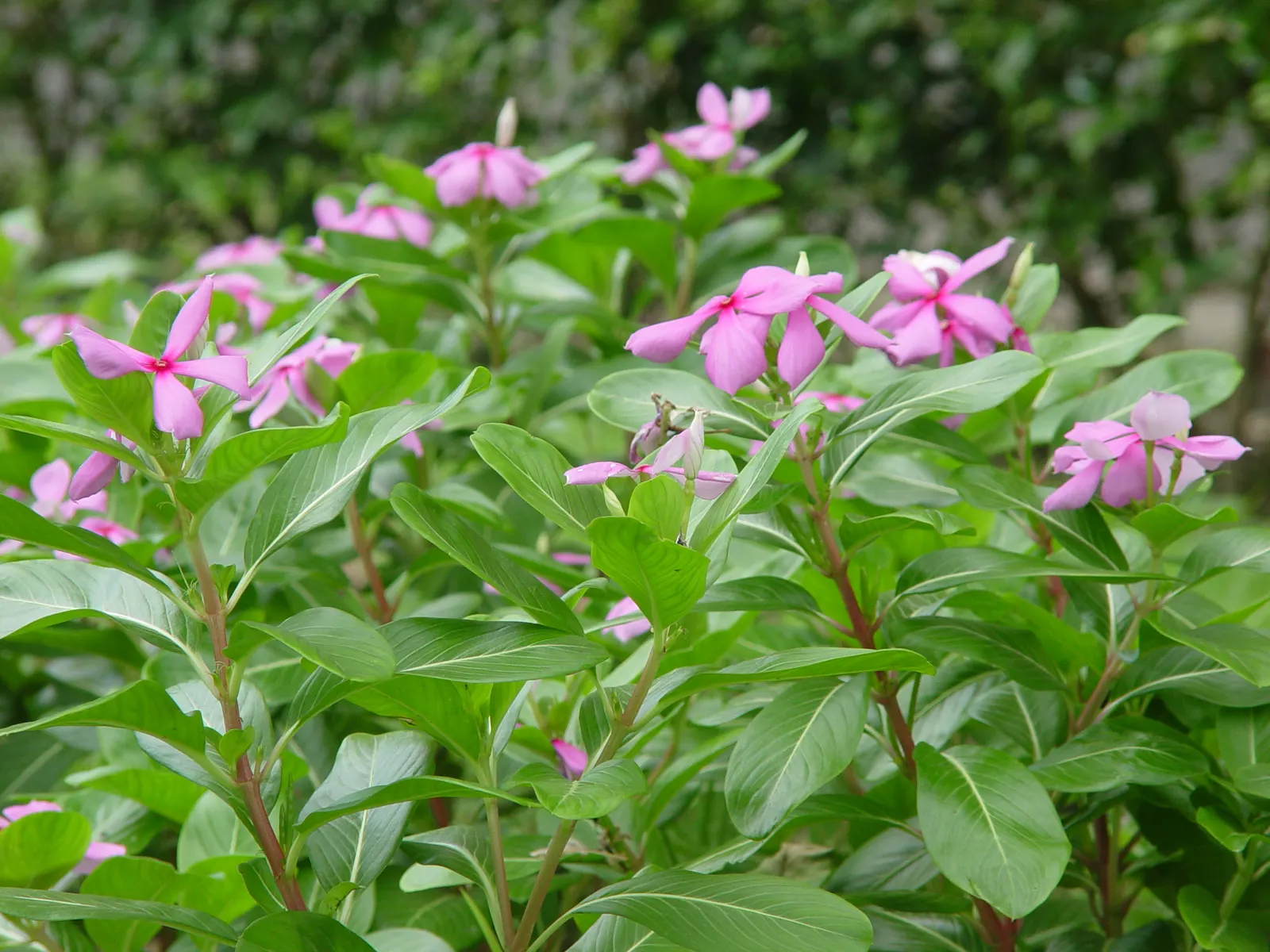 Vinca Rosea, Madagascar Periwinkle (Catharanthus Roseus) — also known as Catharanthus roseus or Madagascar Periwinkle; thriving in full sun to, image 67