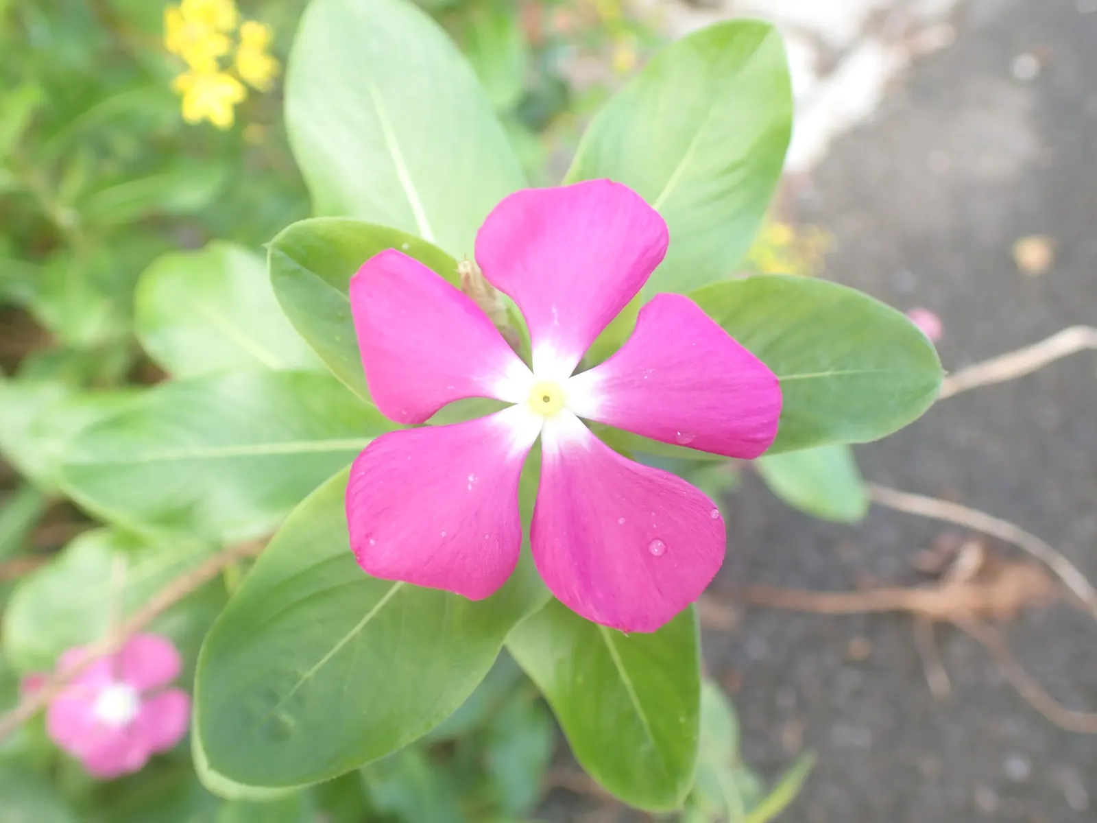 Vinca Rosea, Madagascar Periwinkle (Catharanthus Roseus) — Adequate spacing of around 12 to 18 inches allows for proper air circulation; making it a, image 103