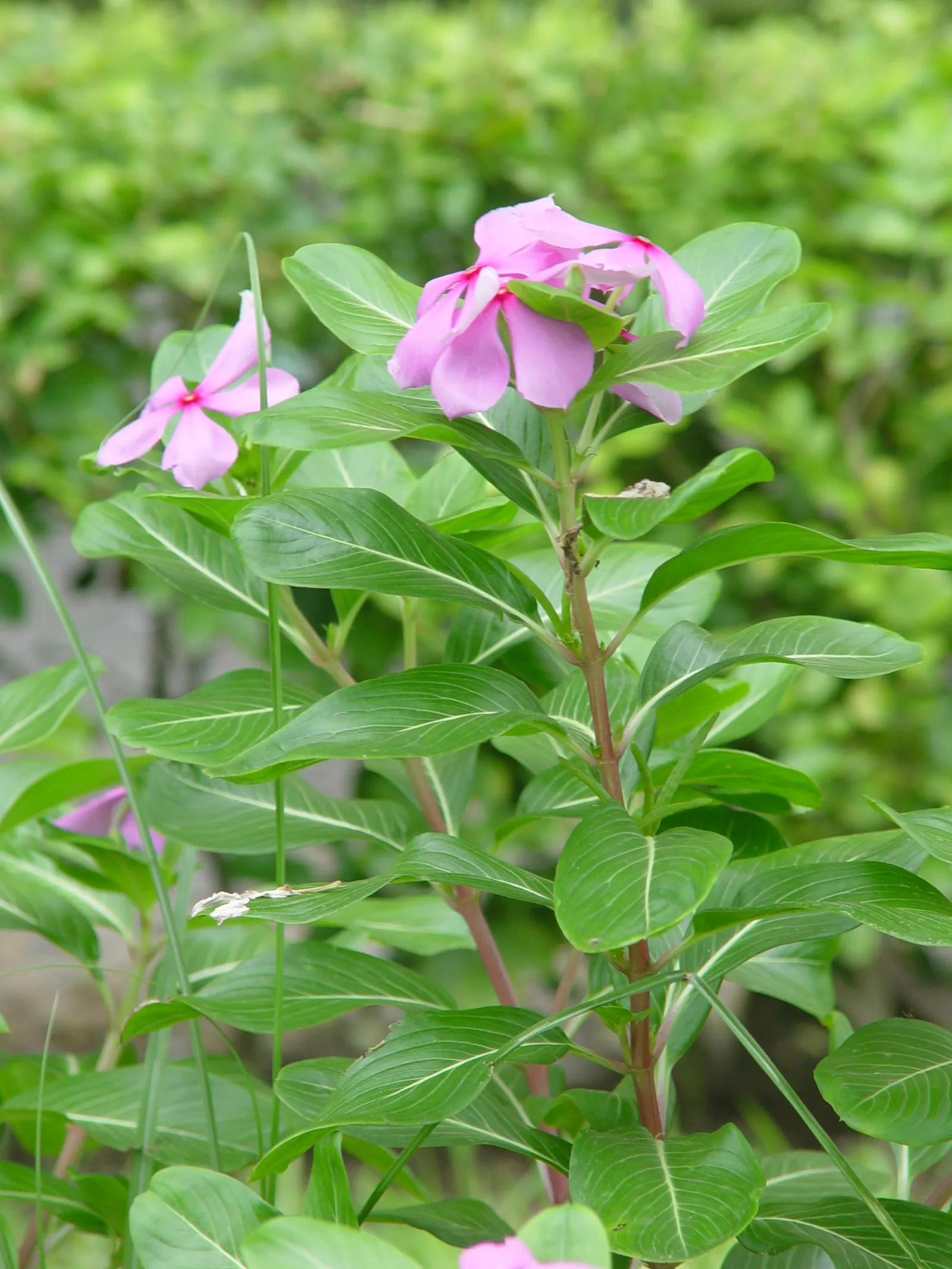 Vinca Rosea, Madagascar Periwinkle (Catharanthus Roseus) — offering continuous blooms in warm climates; often with a contrasting eye, image 72