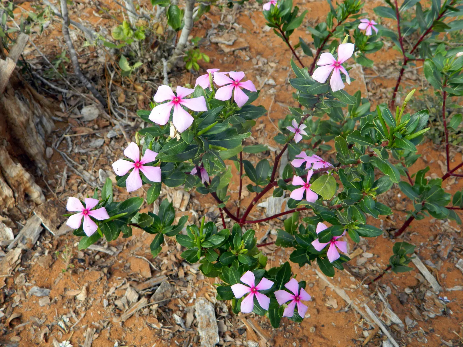Vinca Rosea, Madagascar Periwinkle (Catharanthus Roseus) — Clients will appreciate its low-maintenance nature and potential to attract butterflies, image 106