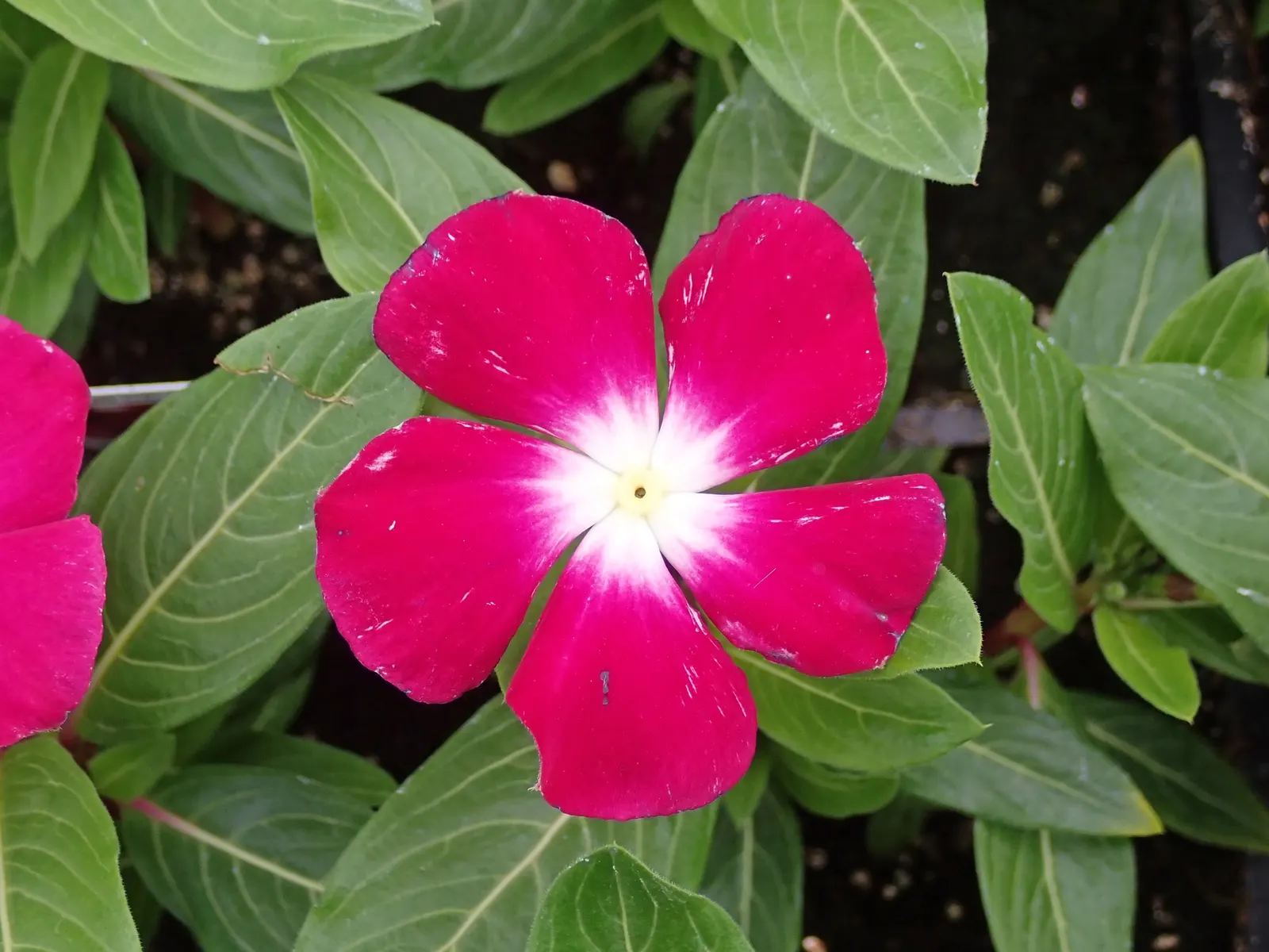 Vinca Rosea, Madagascar Periwinkle (Catharanthus Roseus) — often with a contrasting eye