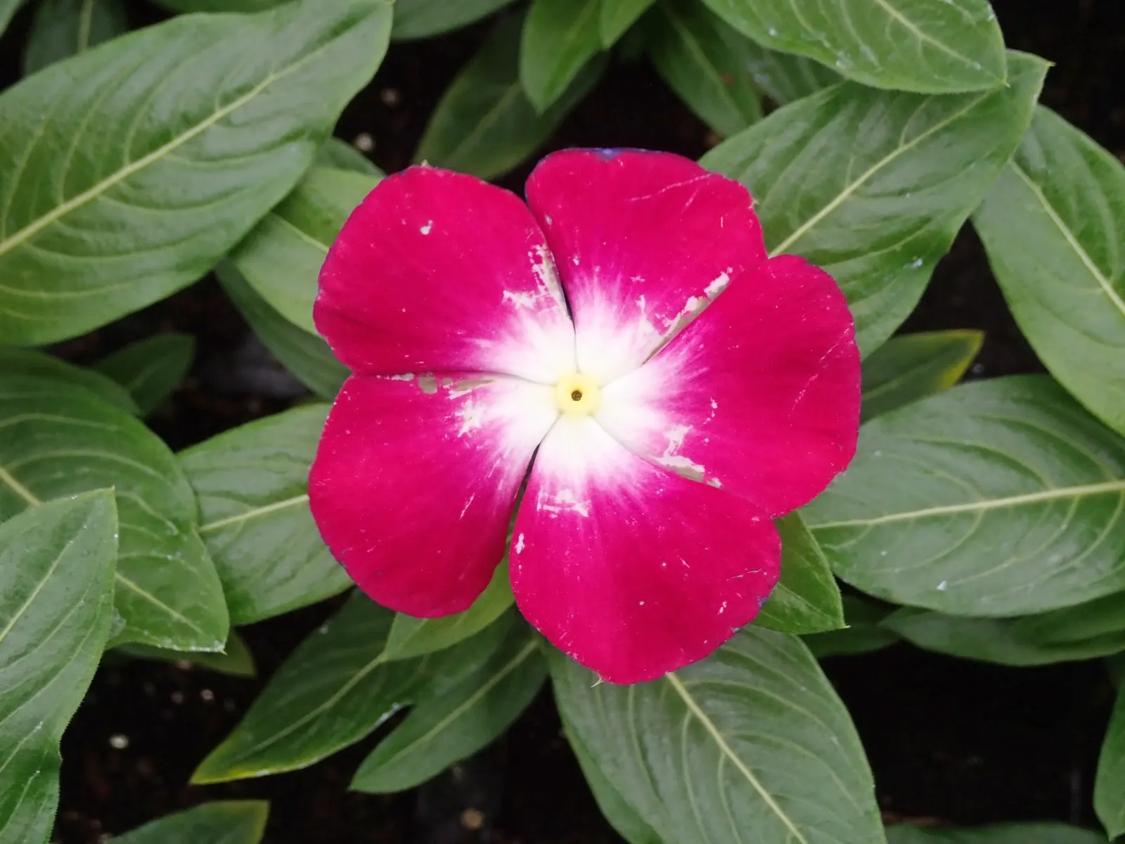 Vinca Rosea, Madagascar Periwinkle (Catharanthus Roseus) — Clients will appreciate its low-maintenance nature and potential to attract butterflies, image 84