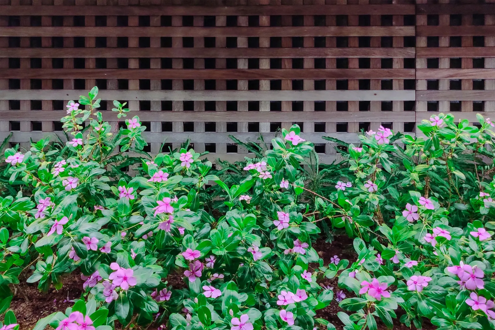 Vinca Rosea, Madagascar Periwinkle (Catharanthus Roseus) — Adequate spacing of around 12 to 18 inches allows for proper air circulation; making it a, image 81